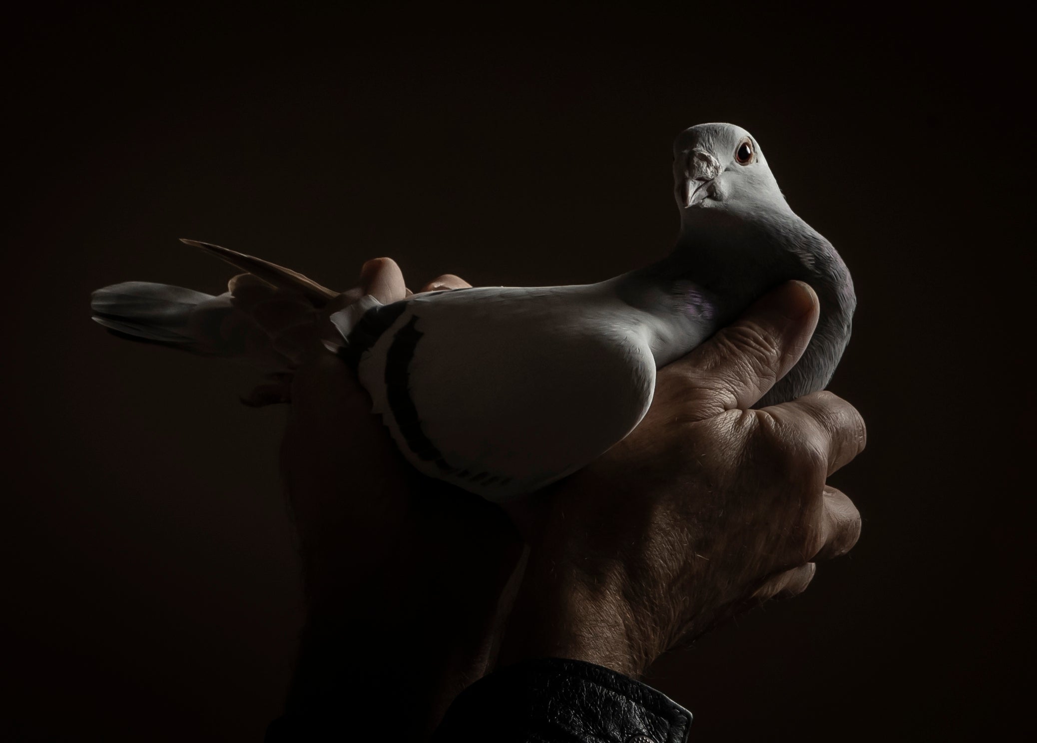 India also detained a pigeon in 2015 on similar suspicions over spying