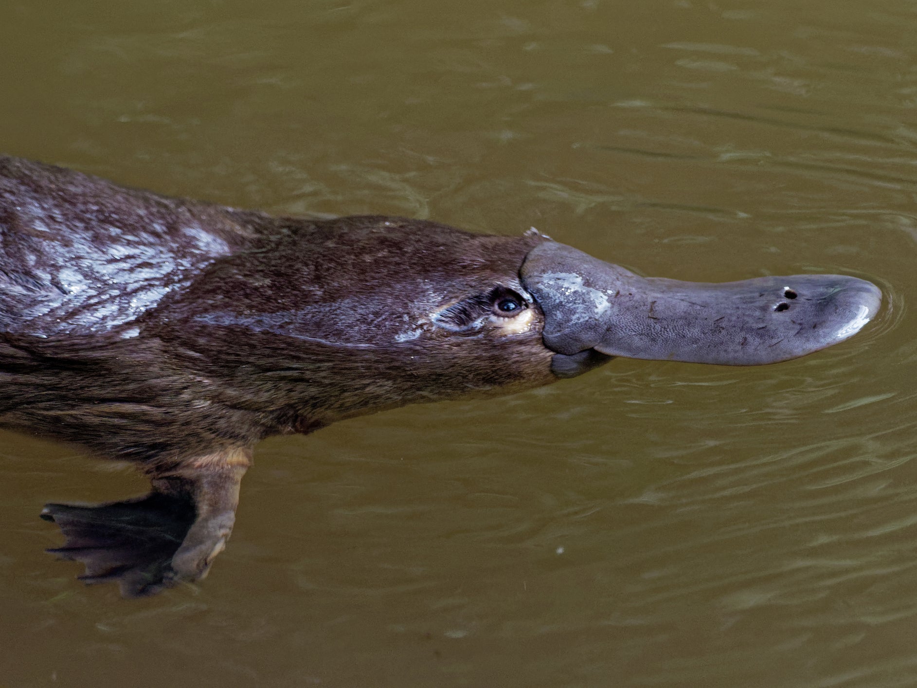 Scientists are calling for greater protection for the duck-billed platypus which lives in eastern Australia's rivers