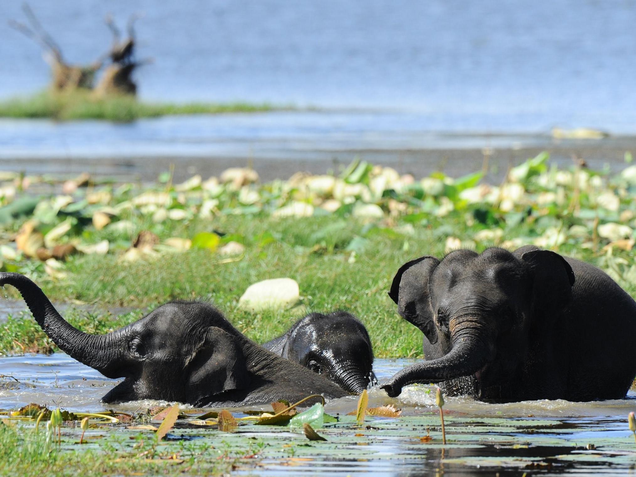 Elephants at Sri Lanka's Yala National Park, close to Jetwing Yala hotel