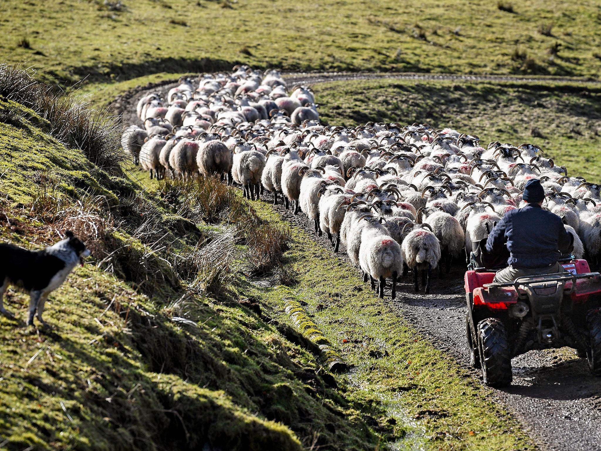 The new bill will stand as a monumental shift in British policy towards farmers post-Brexit