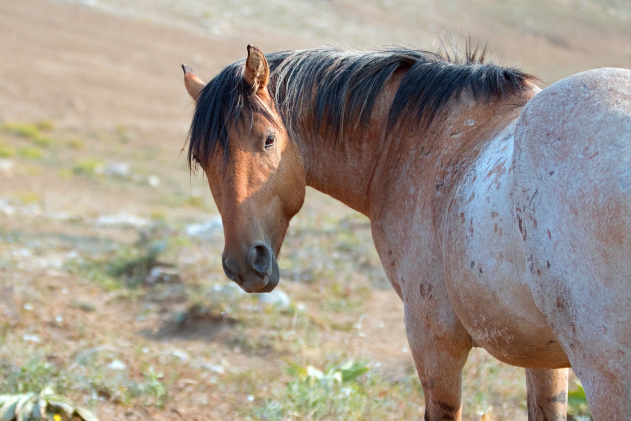 A wild horse in the Pryor Mountains (Getty/iStock)