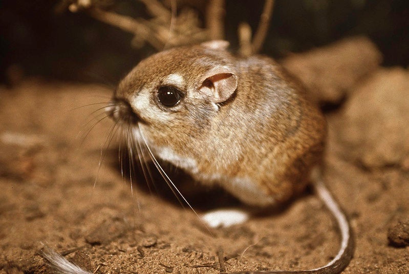 Kangaroo rats are pretty cute