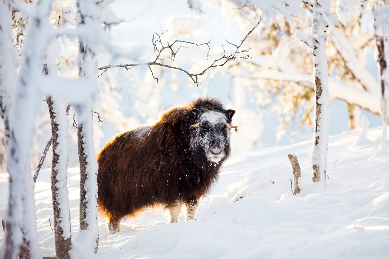 Go musk ox-spotting in Norway (Getty/iStock)