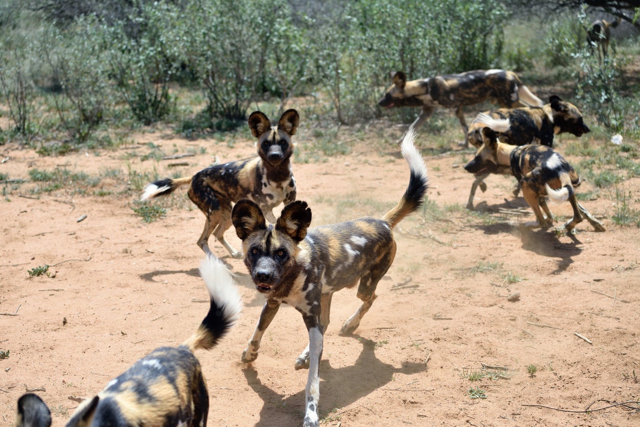 Painted dogs are endangered (Getty/iStock)