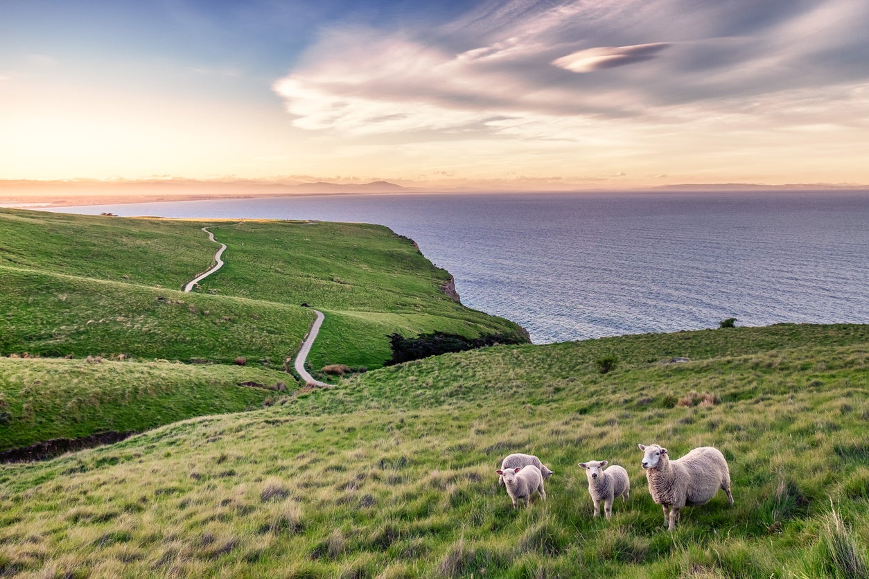 There are six sheep per person in New Zealand (Getty/iStock)