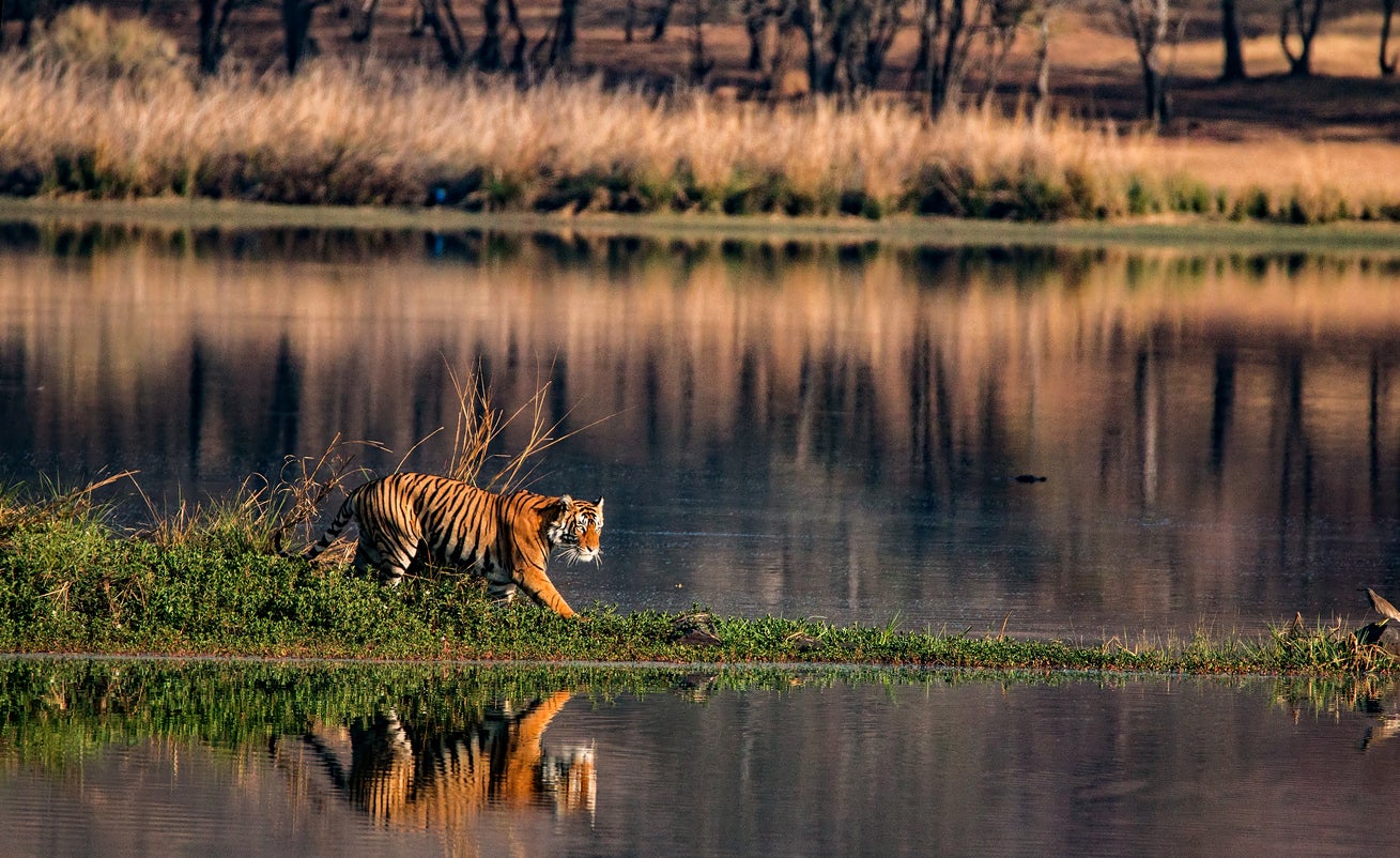 Madhya Pradesh is home to 70 per cent of the world’s wild tigers (Getty/iStock)