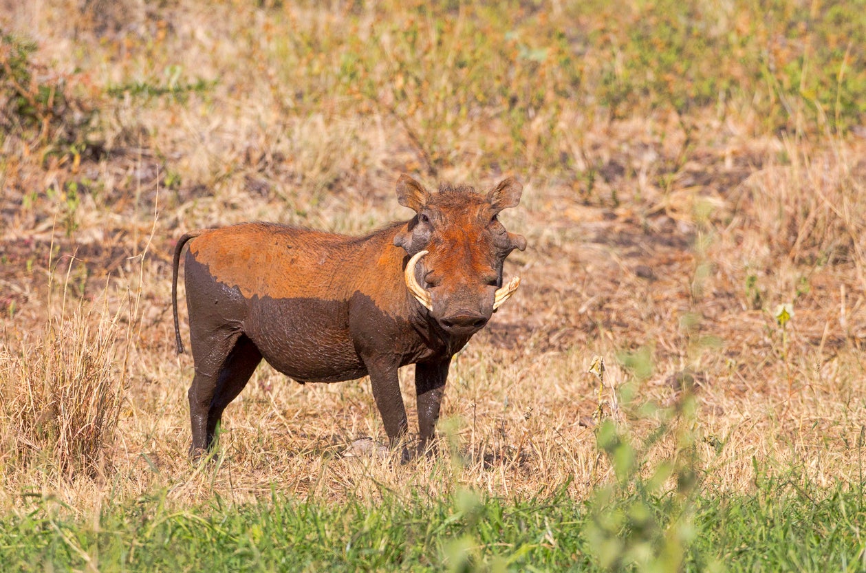 Check out a real-life Pumba (Getty)