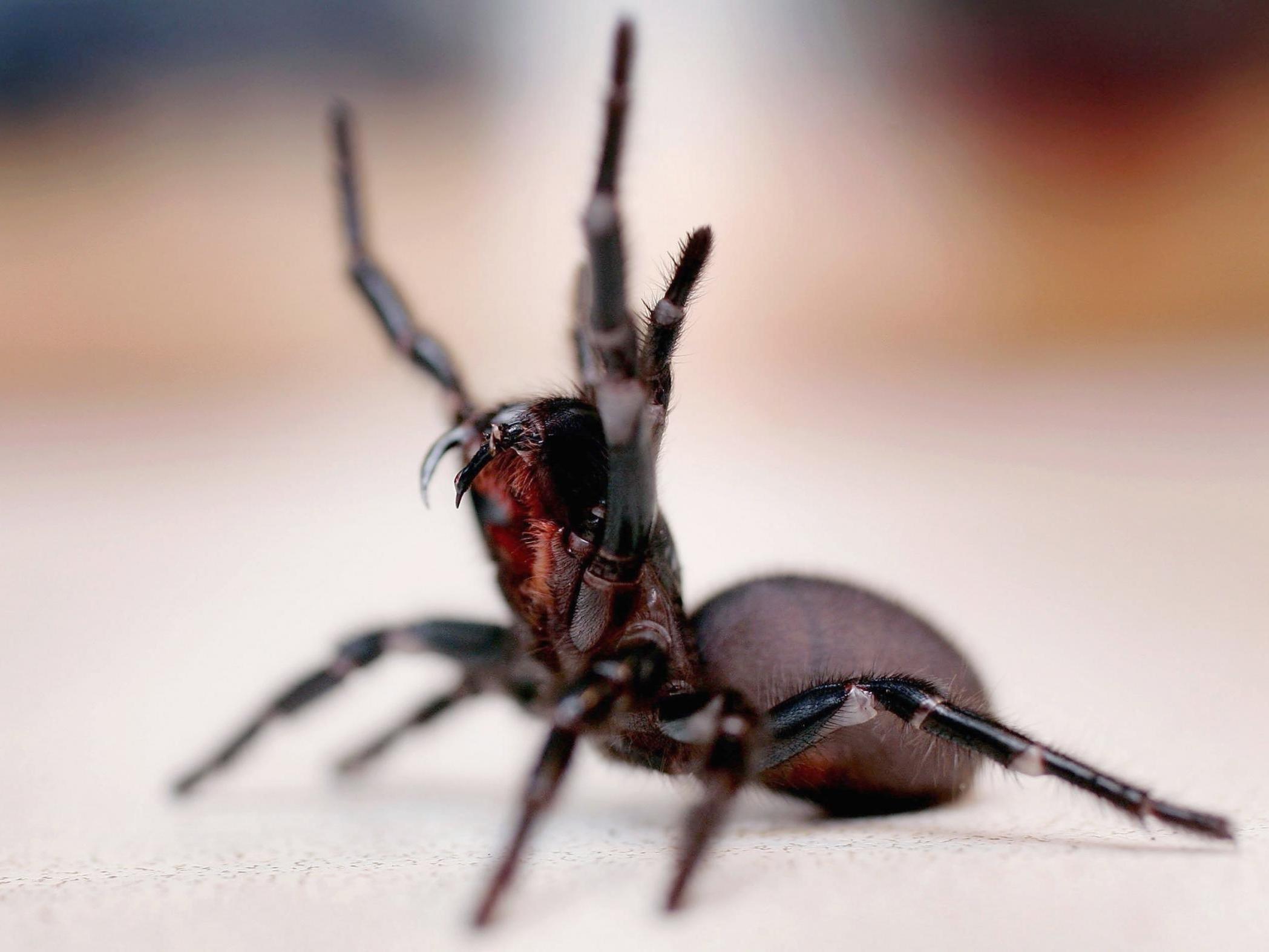 Recent weather has provided perfect conditions for funnel-webs to thrive