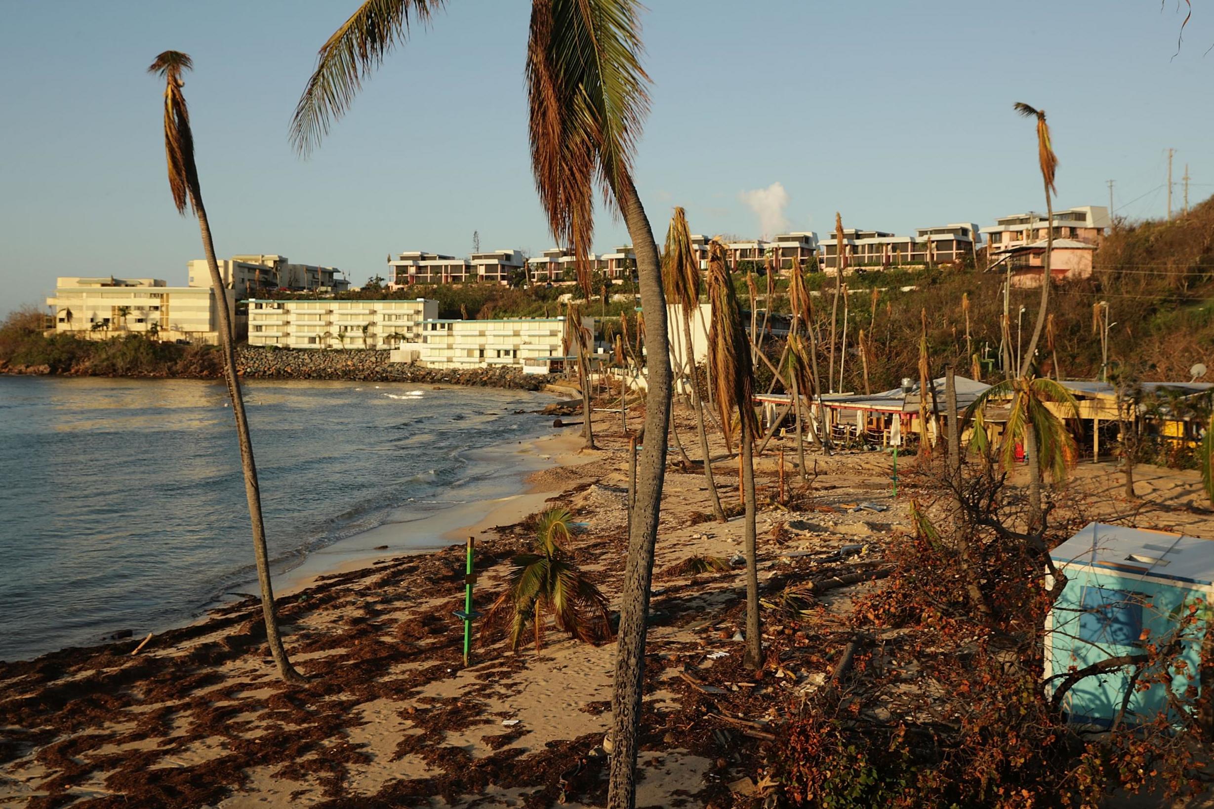 Seaweed and damaged trees following Hurricane Irma (Getty)