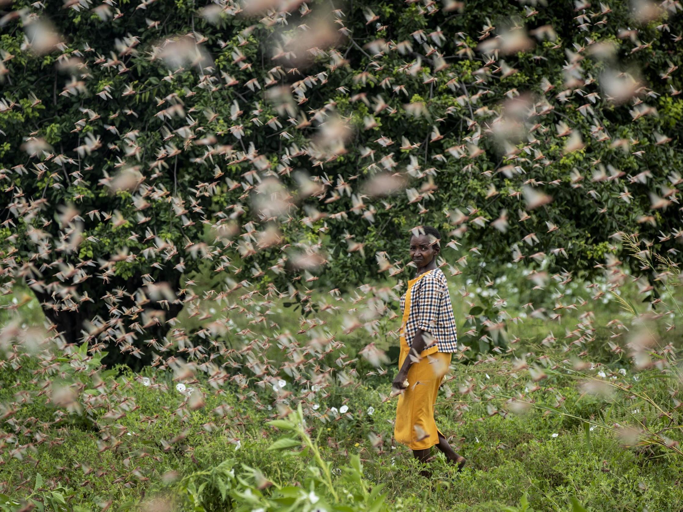 A farmer looks back as she walks through swarms of desert locusts feeding on her crops, in Katitika village, Kenya