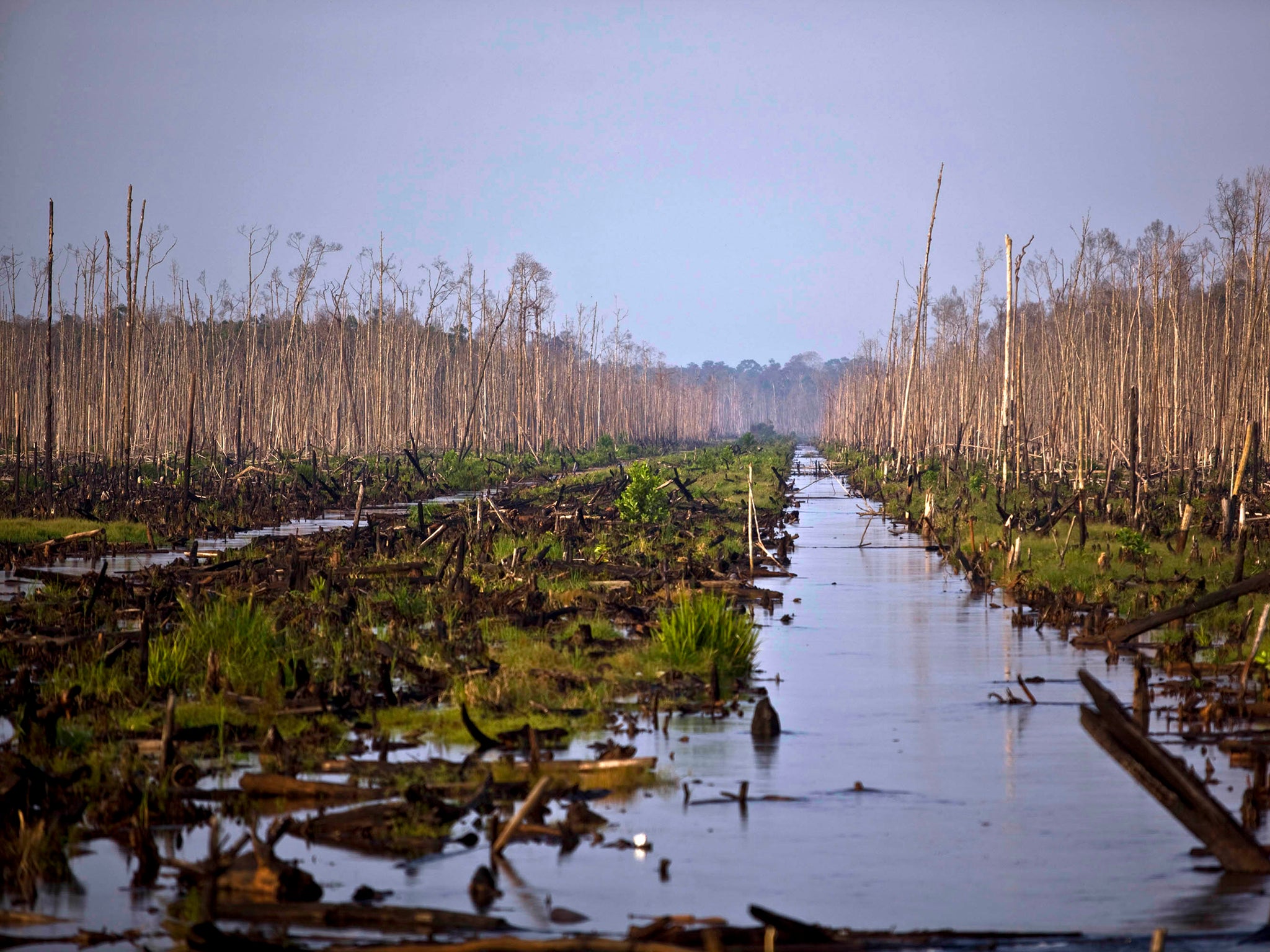 Water cuts through a devastated peat swamp in Sumatra, Indonesia where the business of pulp, palm oil and wood are causing mass deforestation