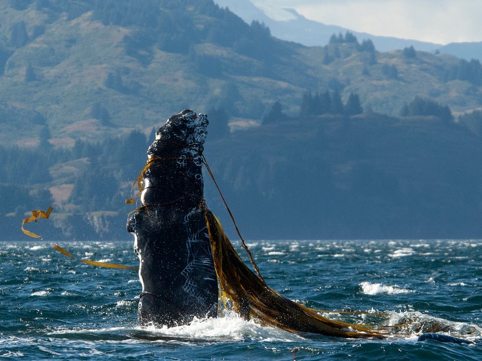 Over 50 humpback whales were entangled off the west coast of the US in 2015 and again in 2016, according to the NOAA