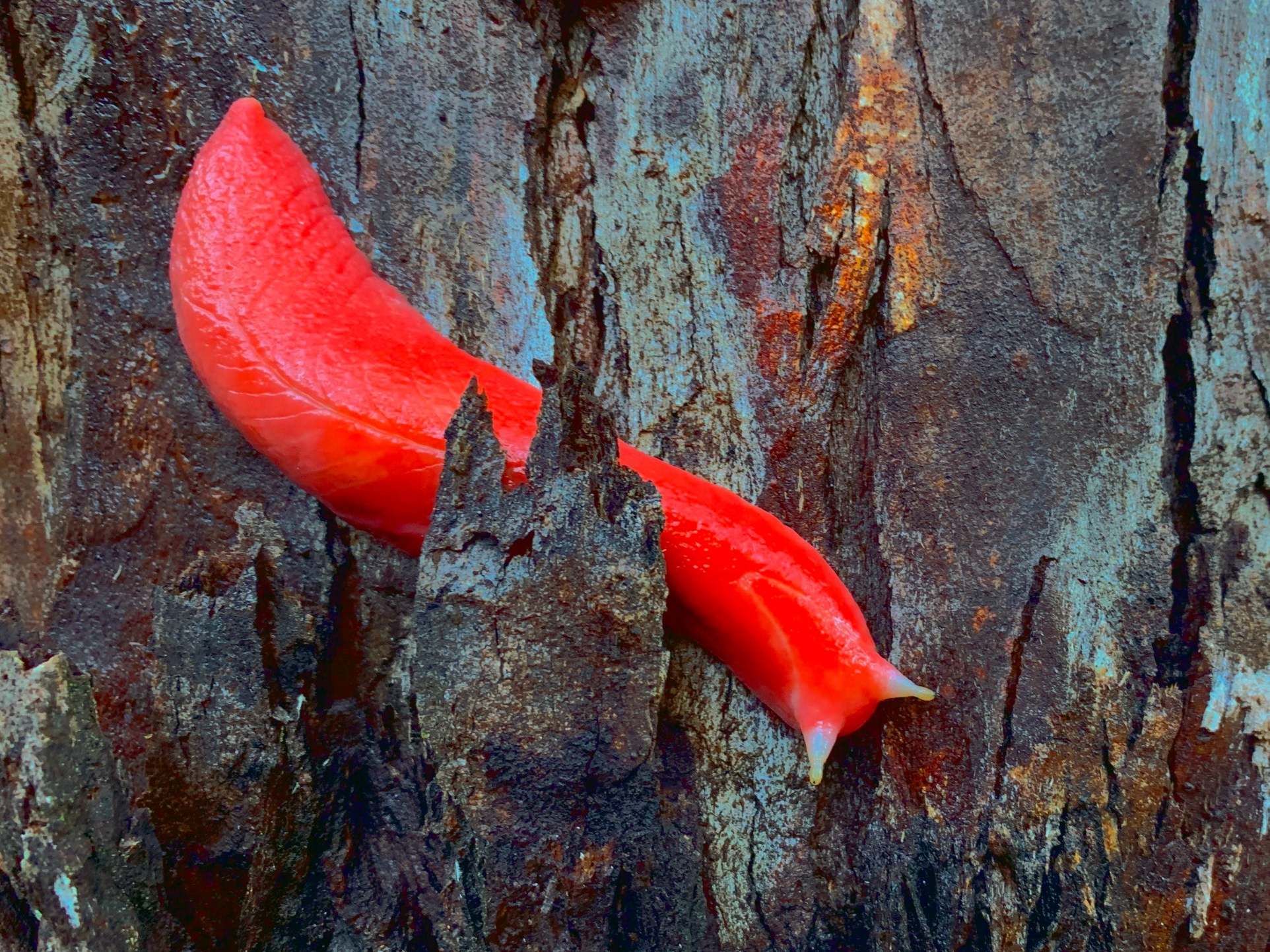 The slugs have only been found at the top of Mount Kaputar, an inland mountain near Narrabri in northern New South Wales