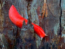 Australia fires: Giant hot pink slug, unique to extinct volcano, survives blazes