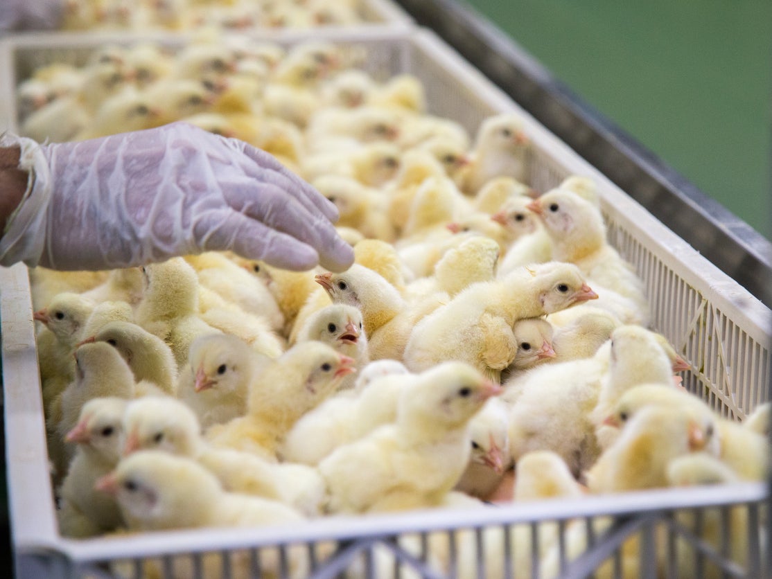 The vast majority of male chicks are not wanted in poultry industry