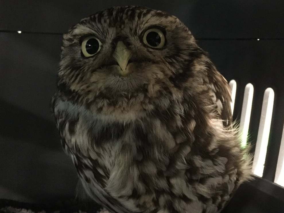 Plump the owl, who ate so many mice and voles that she became too fat to fly and was put on a diet at Suffolk Owl Sanctuary (Suffolk Owl Sanctuary/PA Wire)