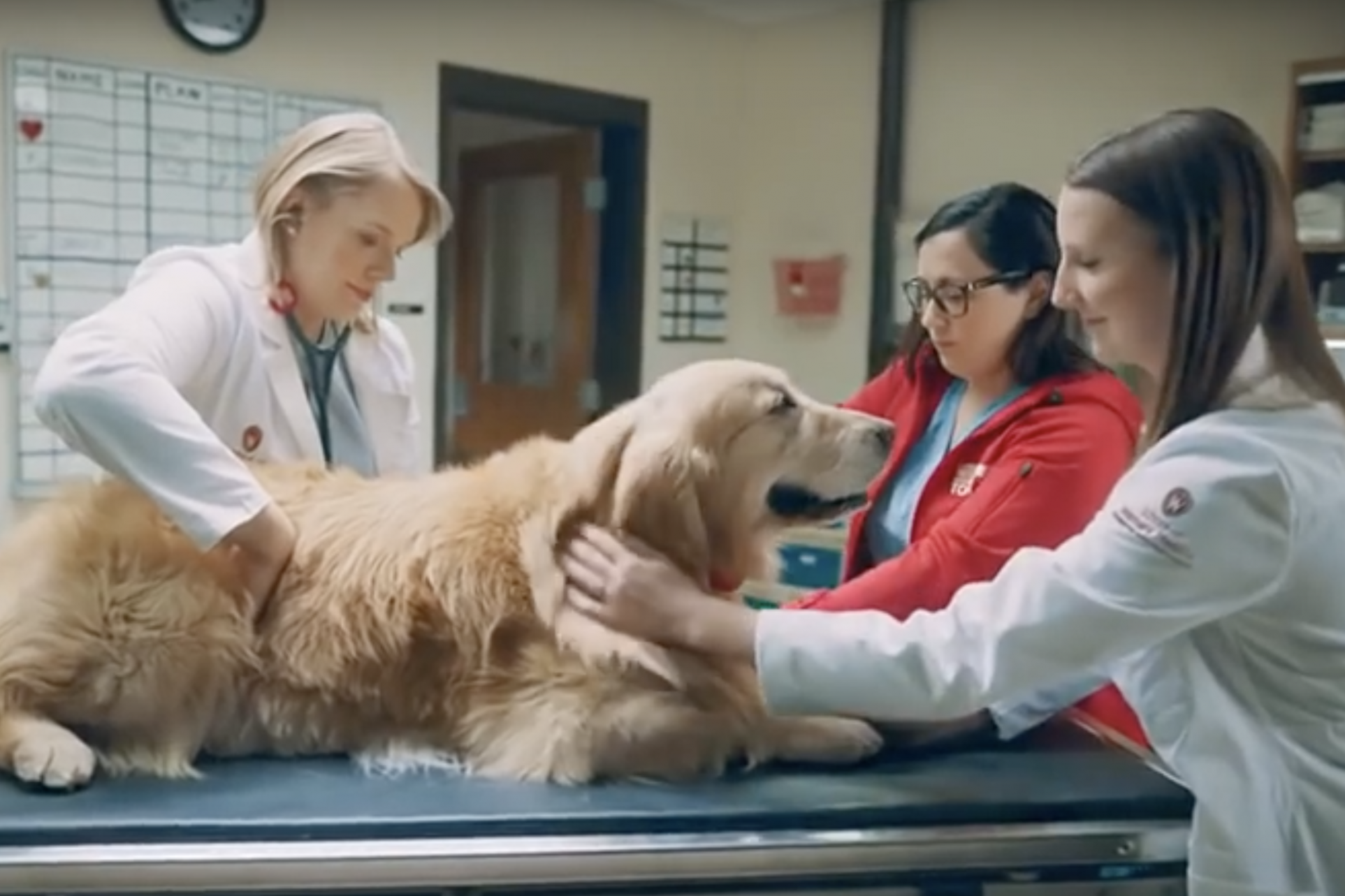 MacNeil hopes to raise awareness and funds for the veterinary school that saved Scout's life (YouTube: WeatherTech)