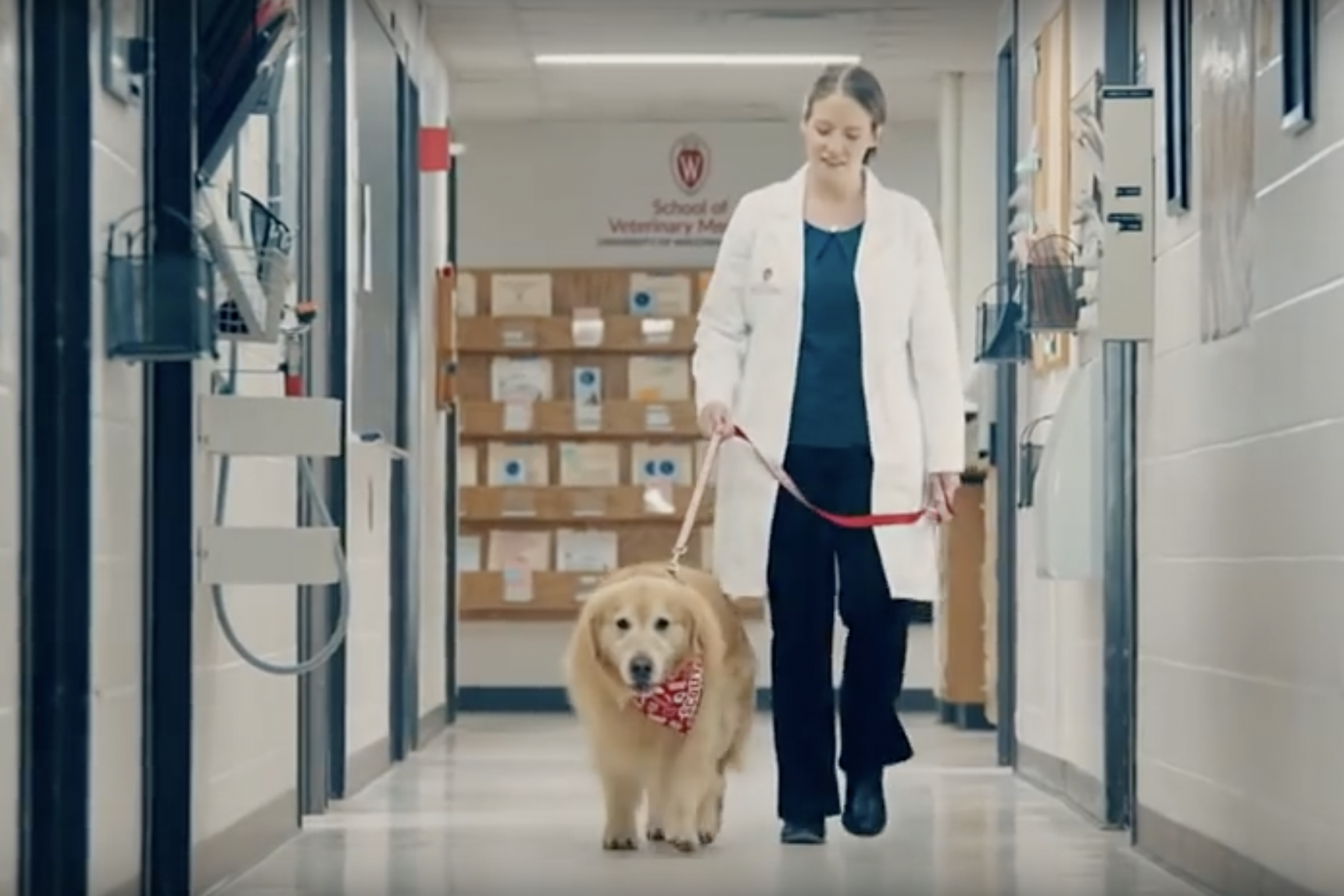 Scout the dog. was given just one month to live after being diagnosed with a tumour on his heart (YouTube: WeatherTech)