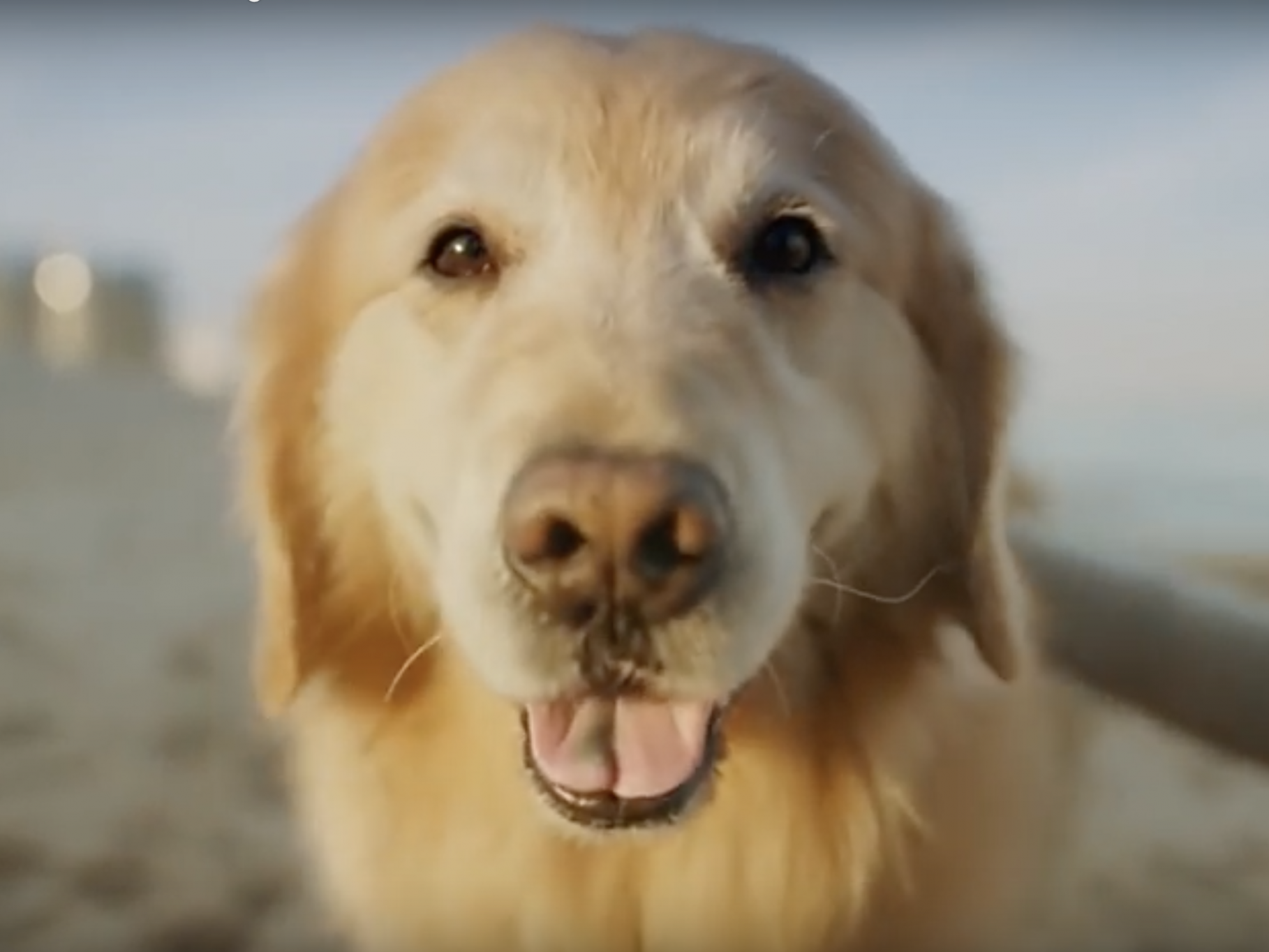 Scout is the star of the Super Bowl advert titled 'Lucky Dog' (YouTube: WeatherTech)