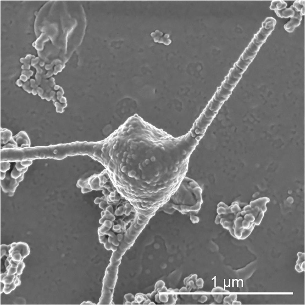 The single-celled organism Prometheoarchaeum syntrophicum strain MK-D1