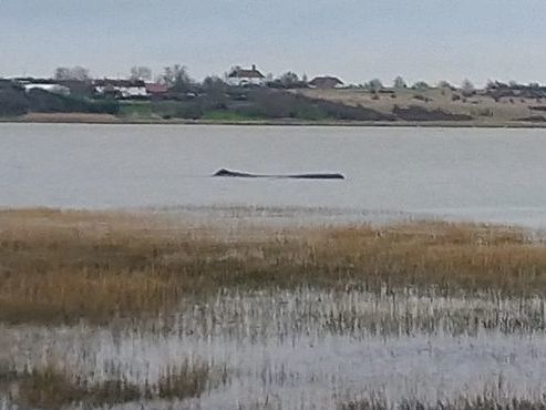 The sperm whale spent three days in the estuary before it was found dead on Saturday