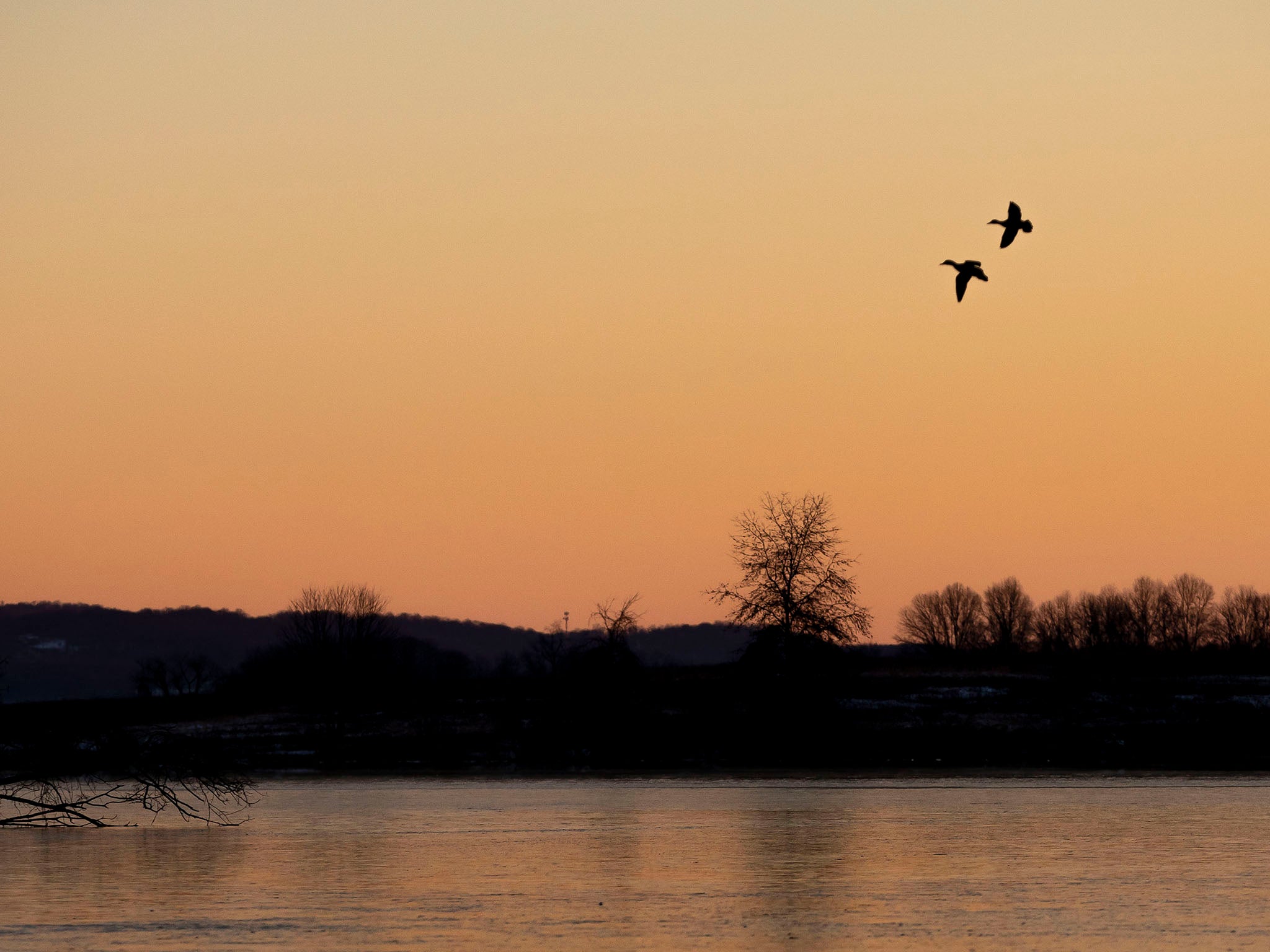 Ducks fly beneath marmalade skies at Middle Creek