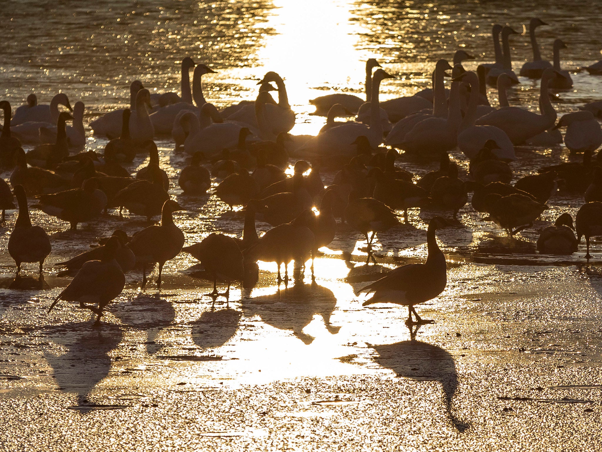 Tundra swans, Canada geese and ducks on the ice