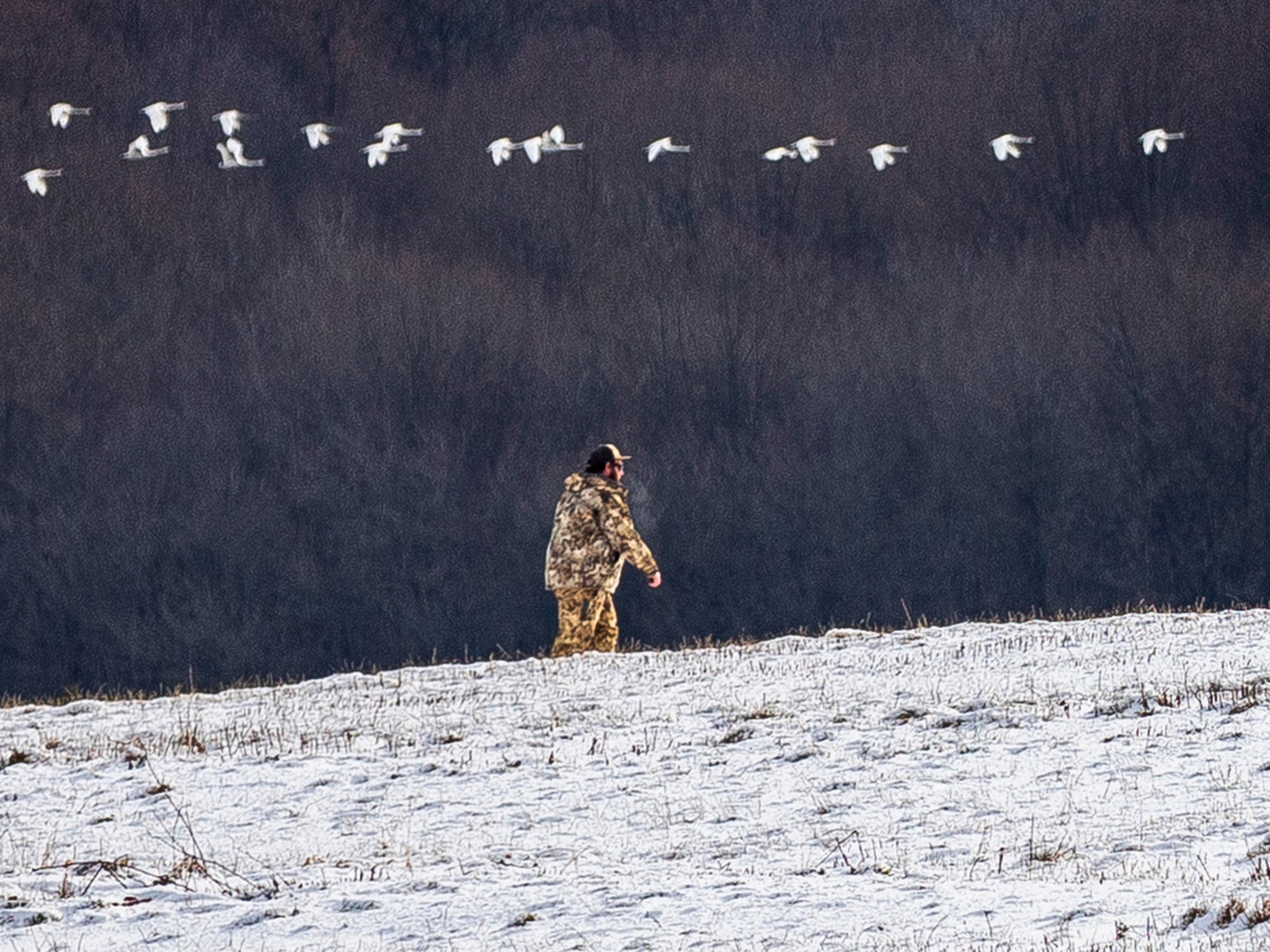 John Heidler retrieves a downed Canada goose as a flock of tundra swans fly over the Middle Creek Wildlife Management Area