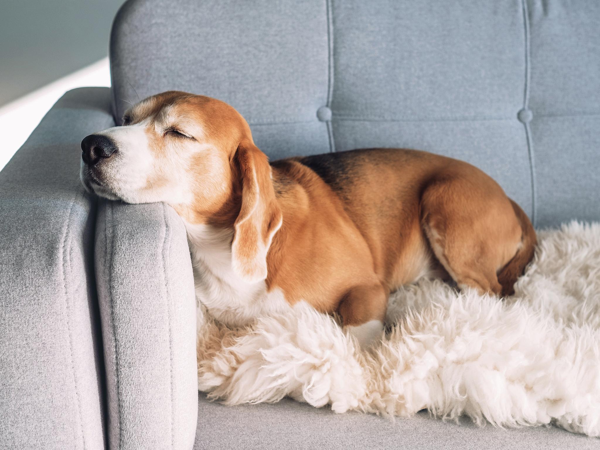 Just 7 per cent of landlords are reported to offer pet-friendly properties (Getty/iStockphoto)