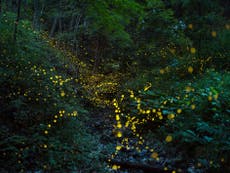 Biodiversity crisis: Habitat loss, pesticides and light pollution pushing fireflies to extinction, scientists warn