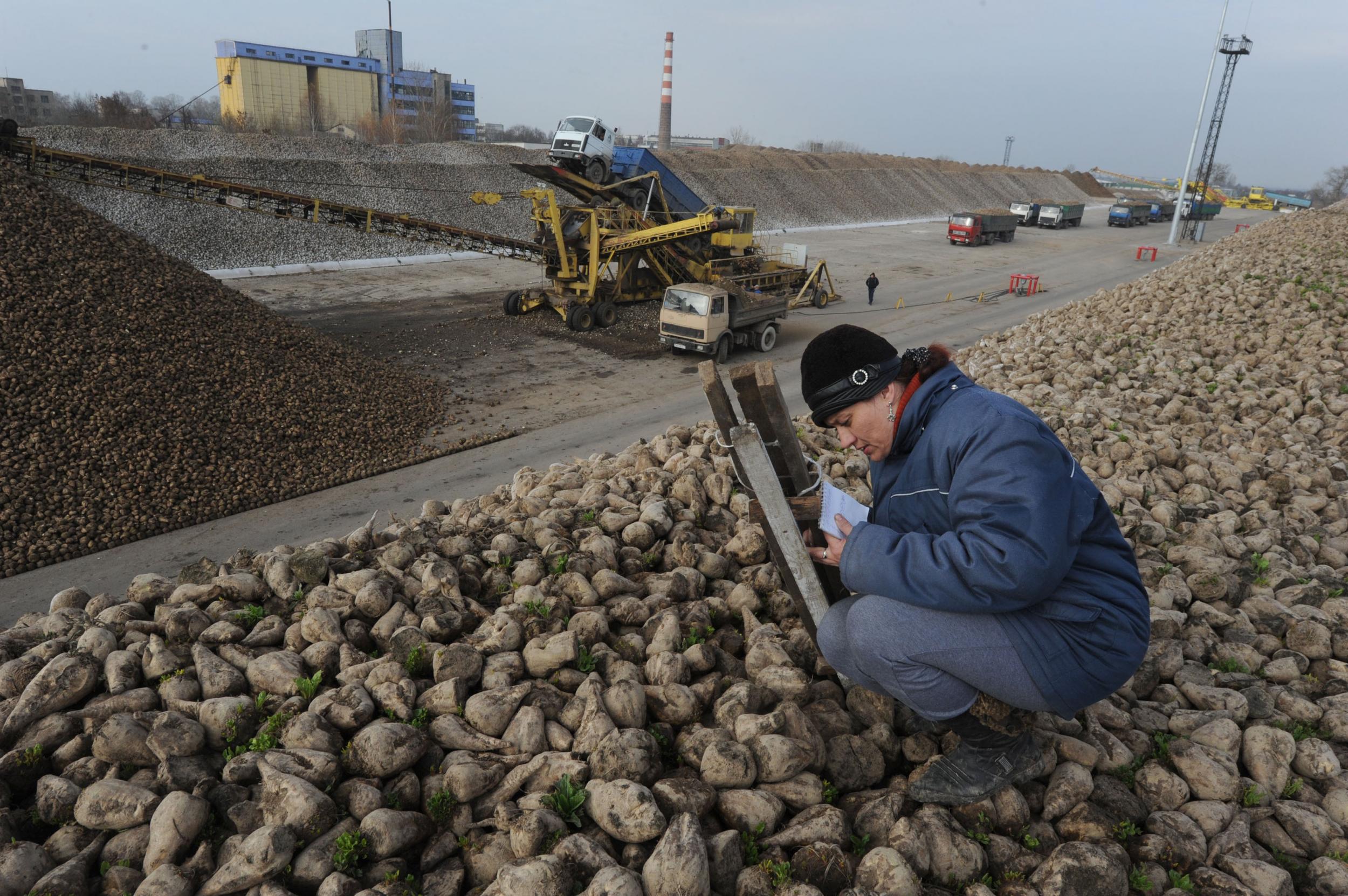 Trucks unload tons of sugar beets in a storage zone a sugar refinery in the Belarus town of Slutsk, some 105 km south of Minsk