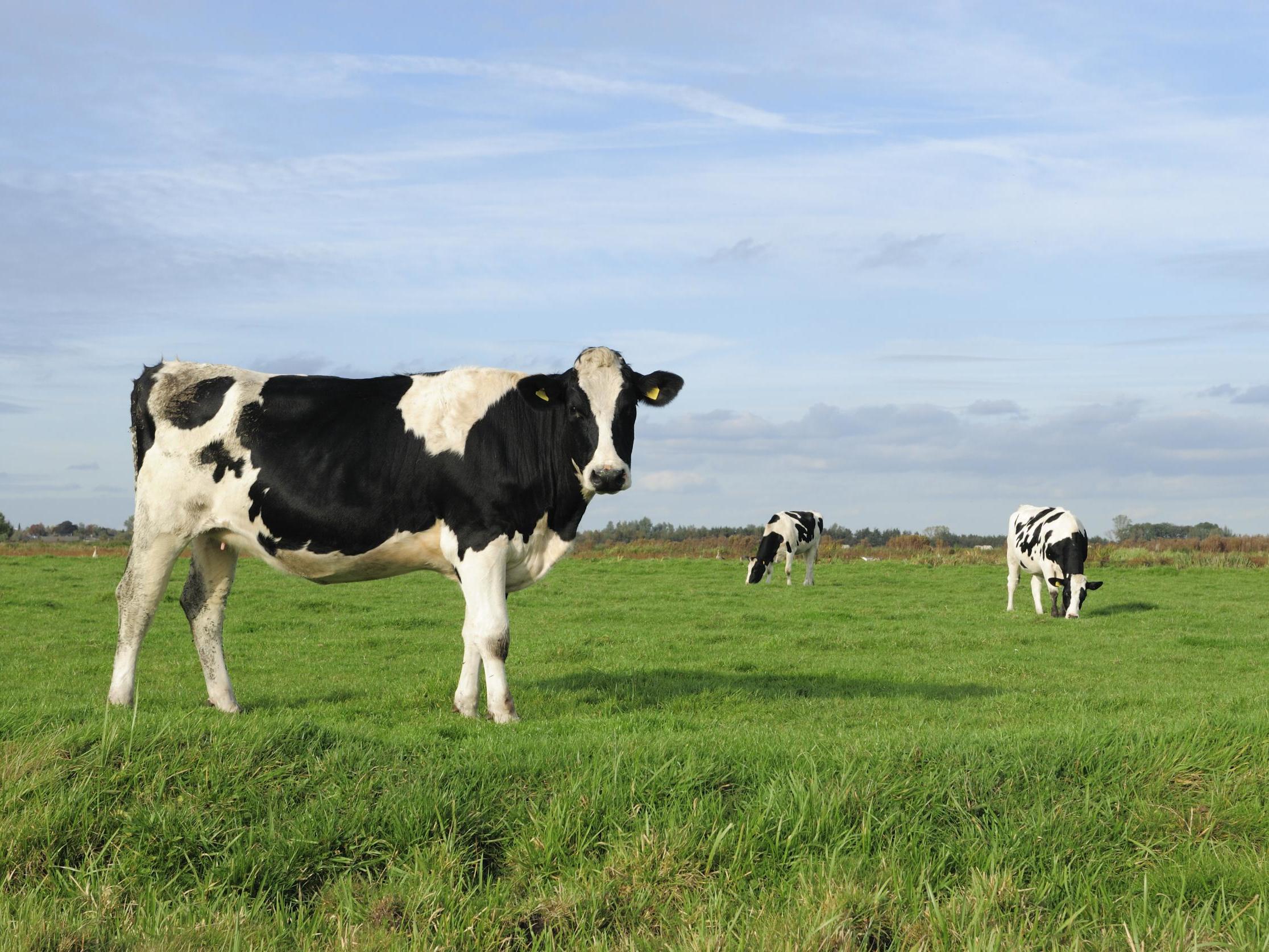 A farmer was convicted of stealing a £3,000 cow from his neighbour after DNA tests proved it did not belong to him