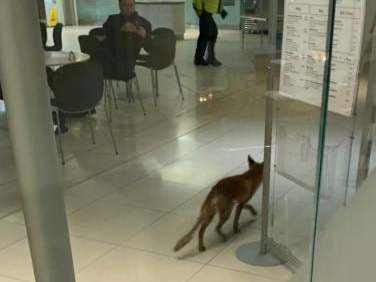 The creature was spotted by staff ascending a staircase and making its way into Portcullis House, evading police as it went.