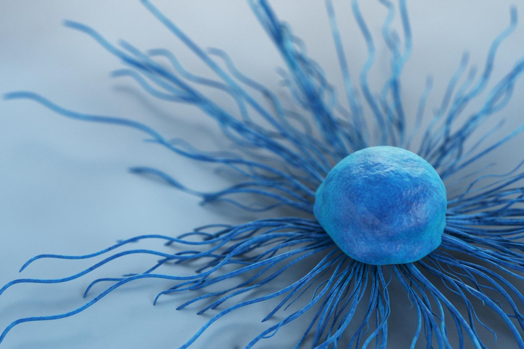 A cervical cancer cell