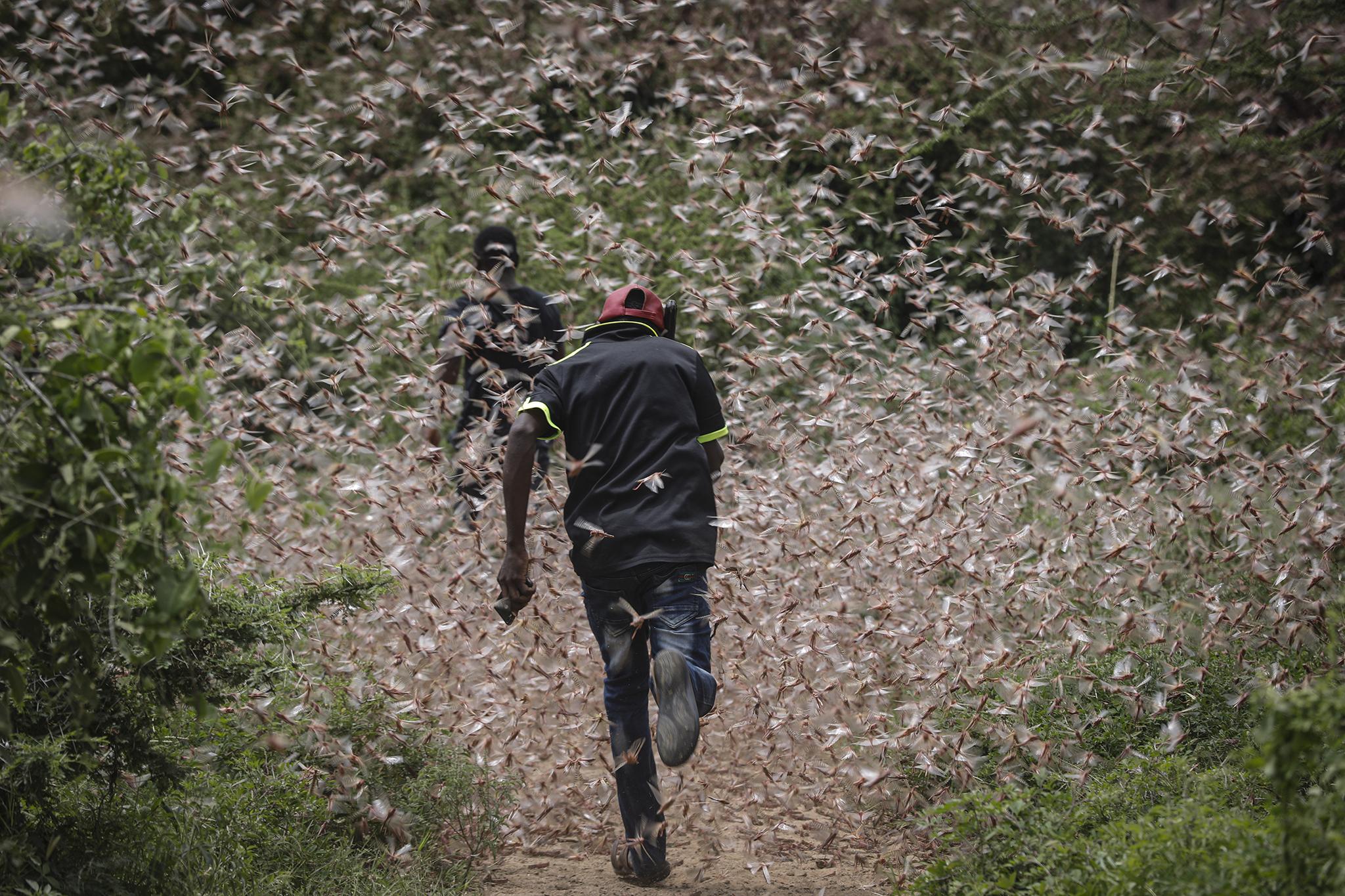 Local farmer Theophilus Mwendwa runs through a swarm of desert locusts to chase them away in Kitui County, Kenya
