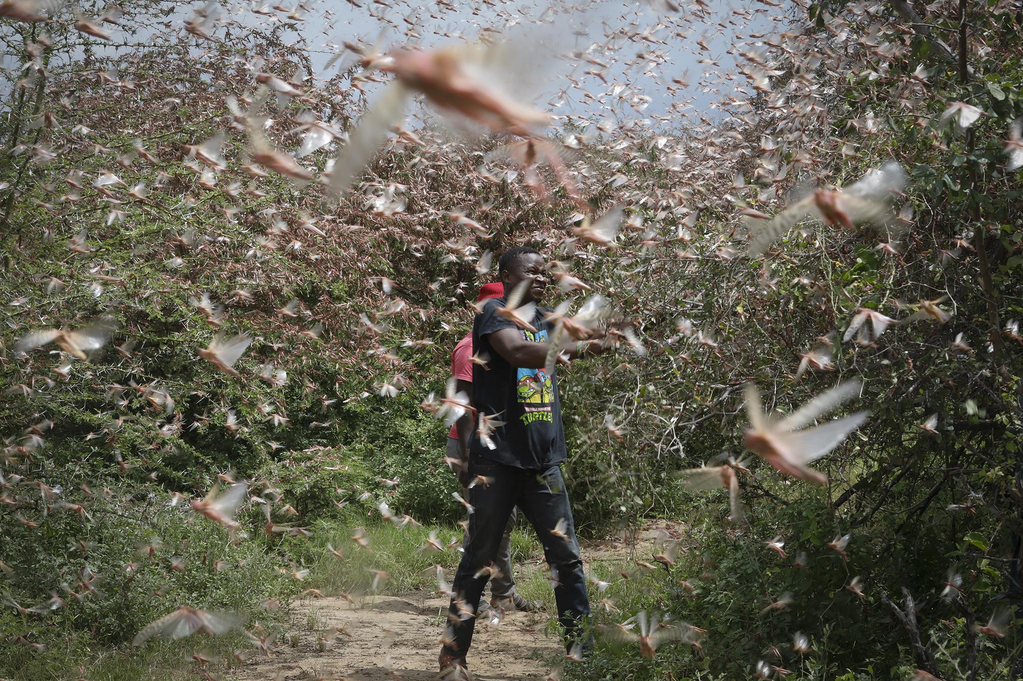 Locust swarms &nbsp;ravaged crops across East Africa and its surrounding regions in 2019-20