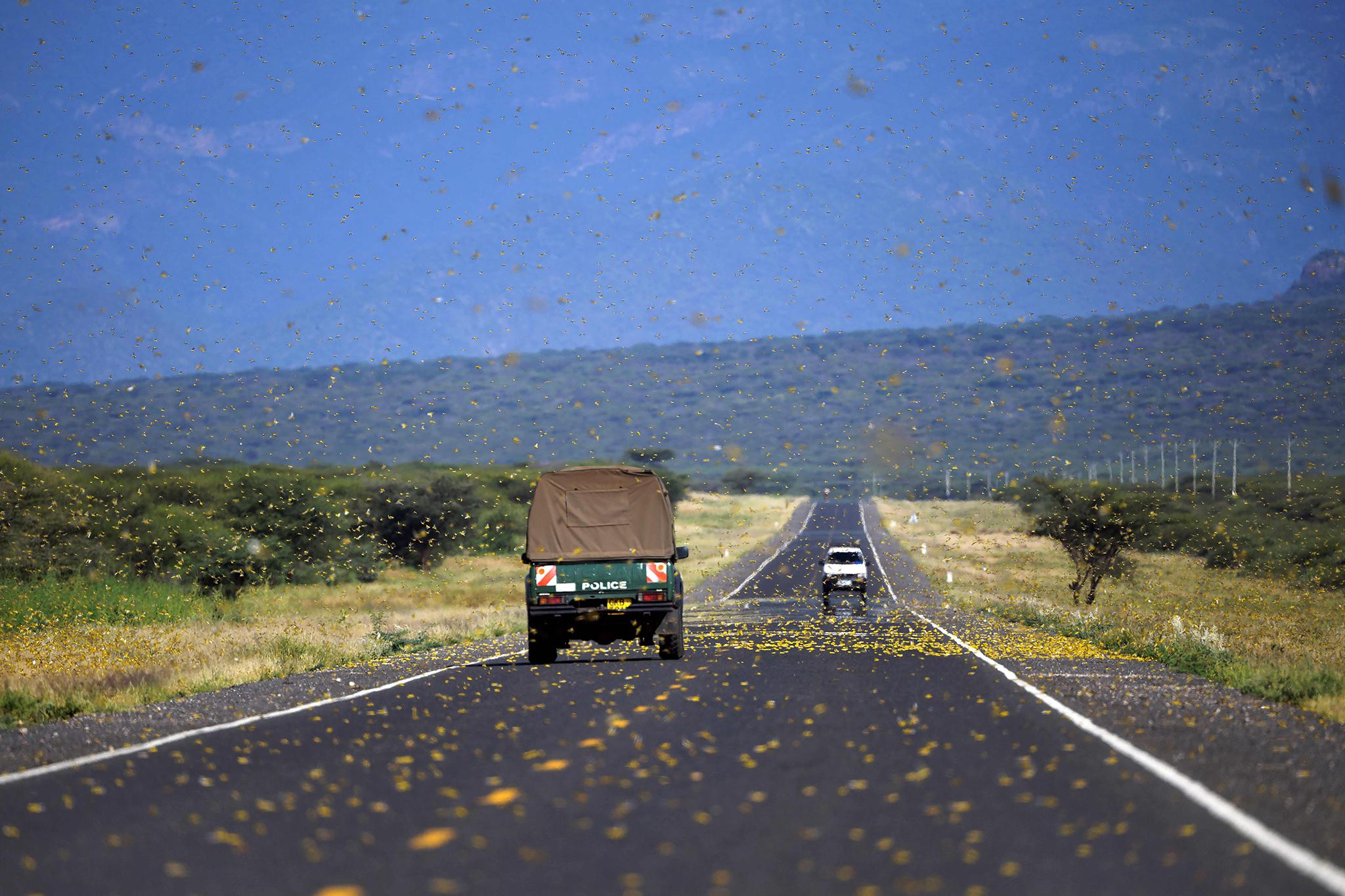 Locusts swarm on a highway at Lerata village in Kenya