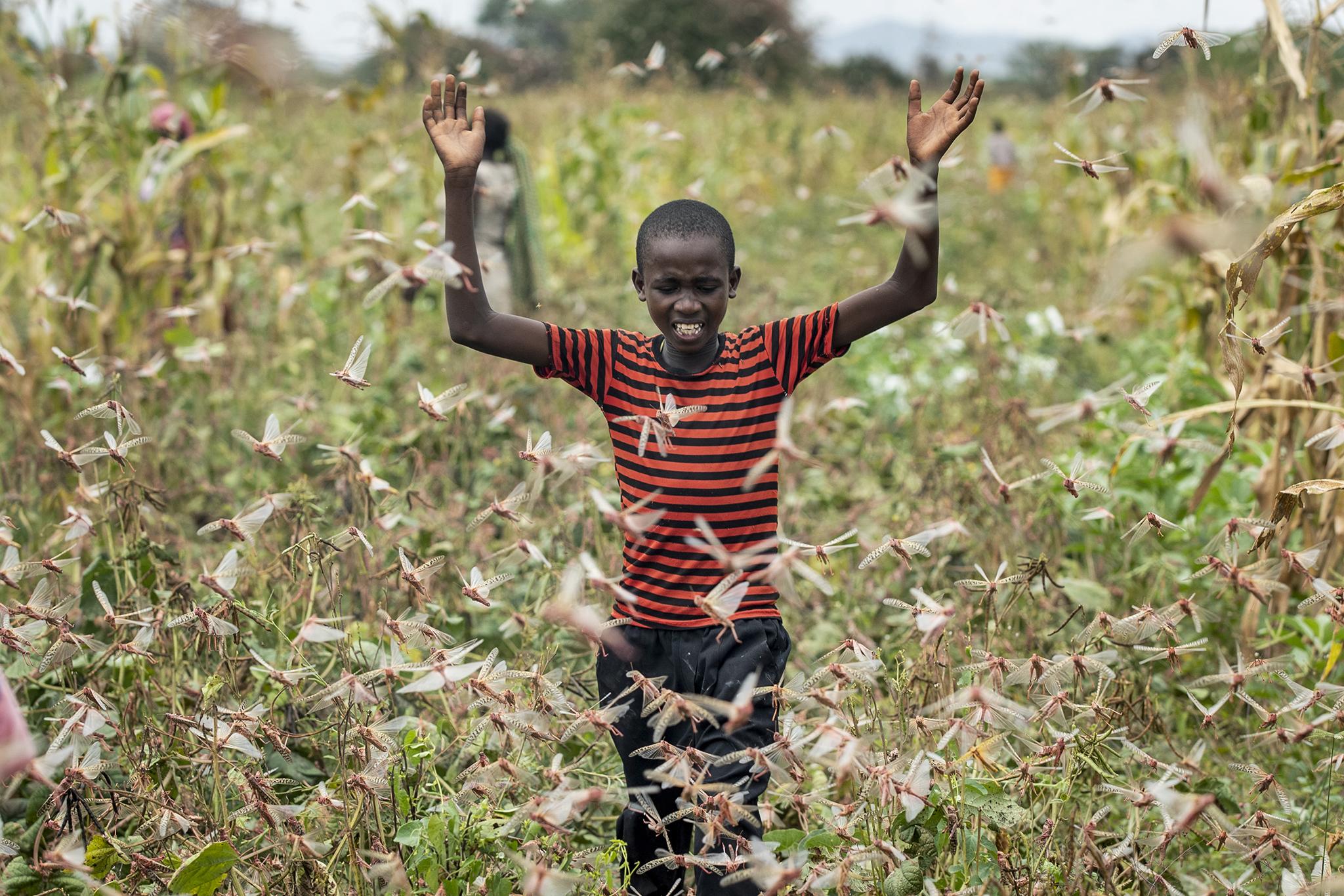 A farmer's son walks through a swarm of locusts in Kitui County, Kenya