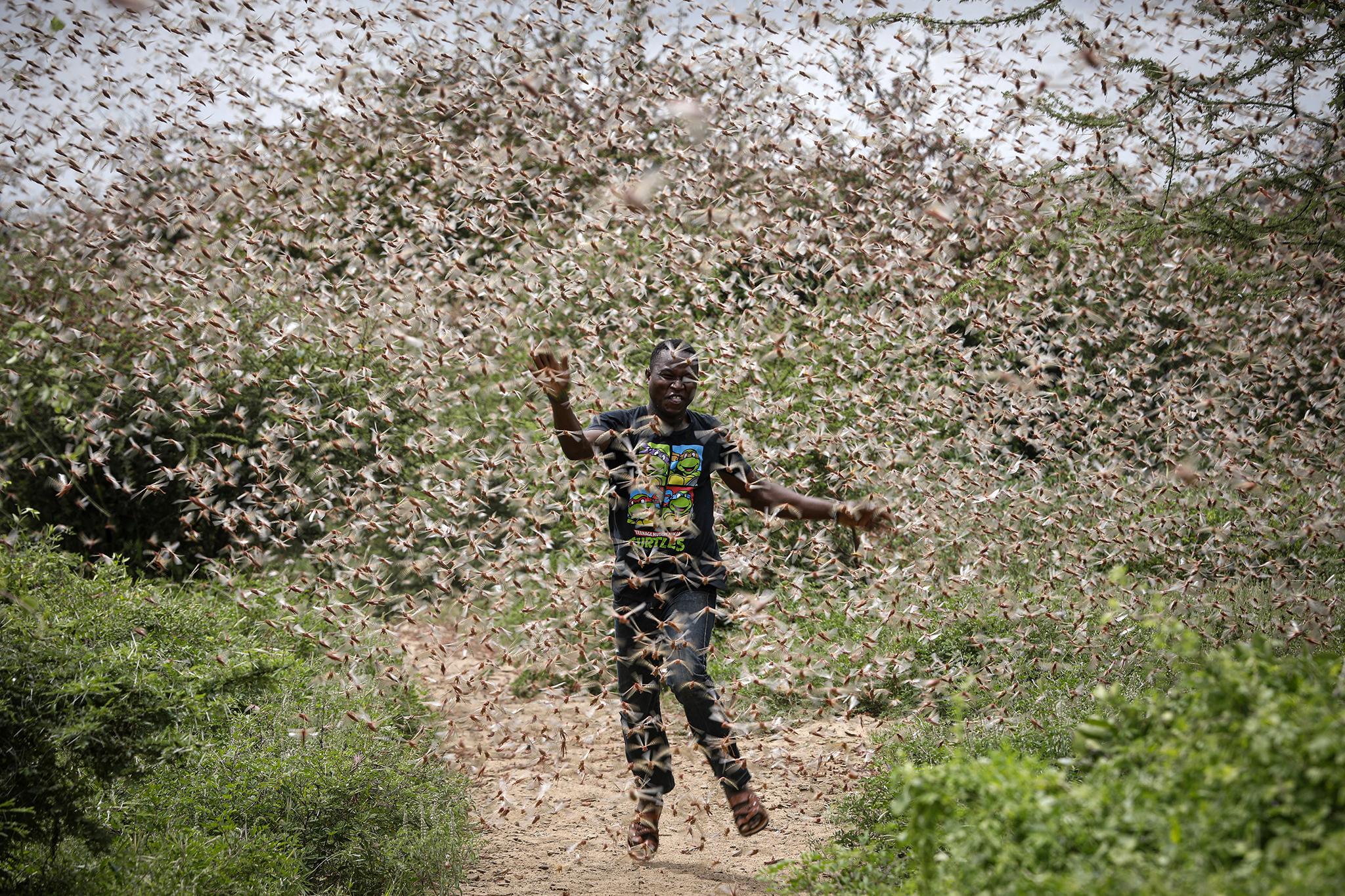 Local farmer Theophilus Mwendwa runs through a swarm of desert locusts to chase them away in Kitui County, Kenya