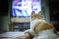 Dogs prefer certain TV shows depending on their personality type, researchers find