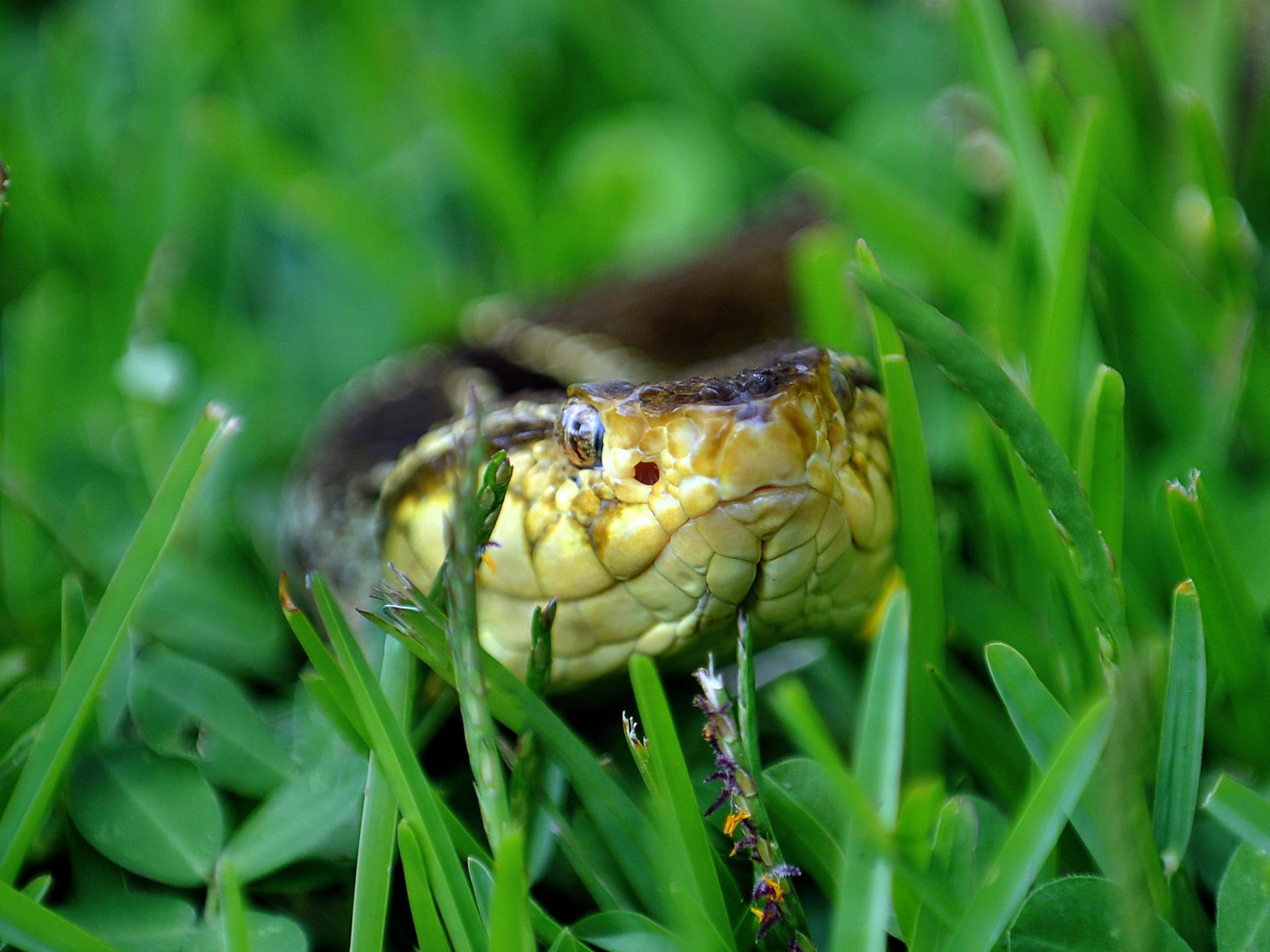 The science behind venom-derived drugs is complex