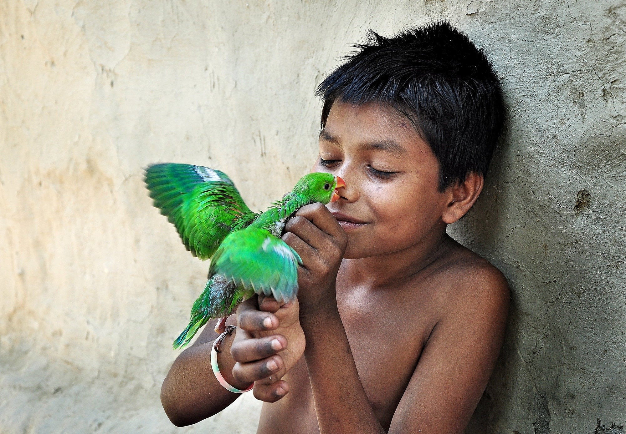 'During the summer storm season in the rural area of Bengal, parakeet nests often get destroyed. This parakeet baby bird got rescued by this rural kid who takes care of it with so much love and kindness.'

Location: Majhdia, West Bengal, India.