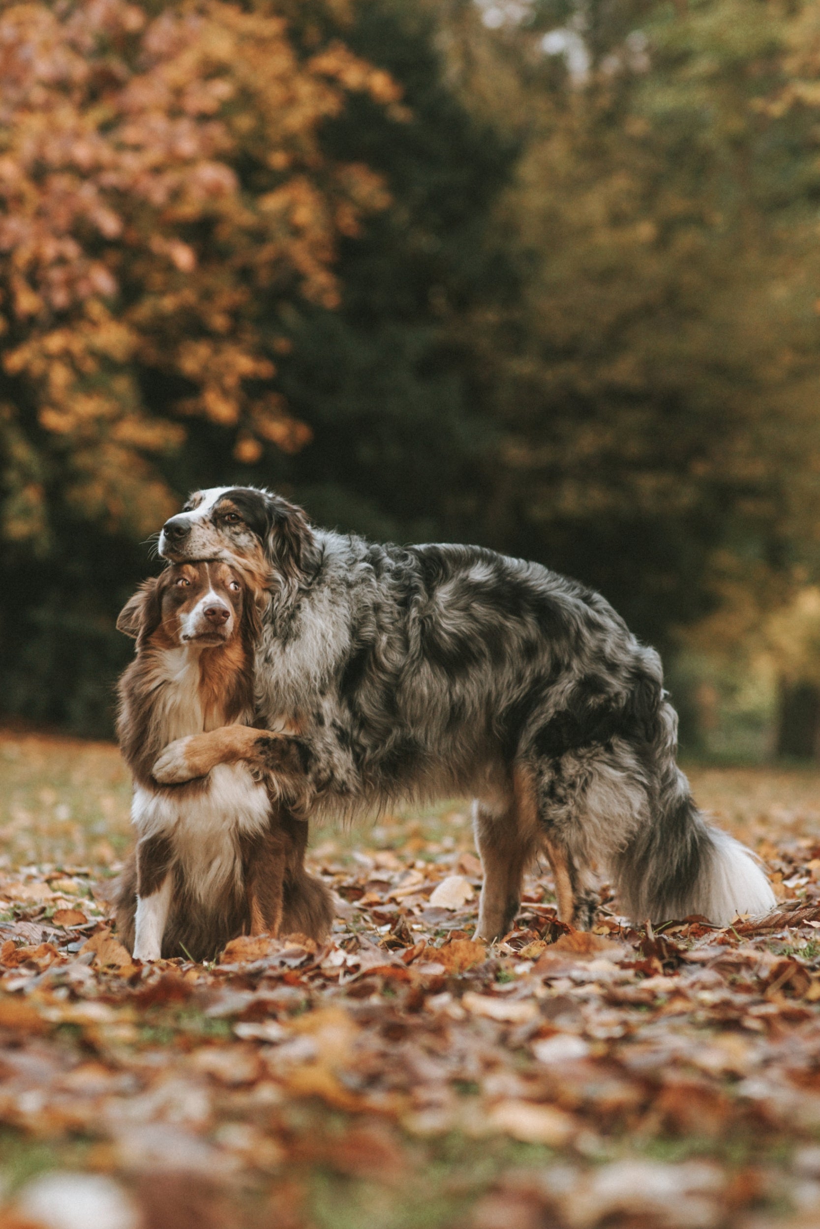 'My two Australian shepherds happily struck the pose for me! These two are best friends who always go paw-in-paw.'

Location: Düsseldorf, Germany.