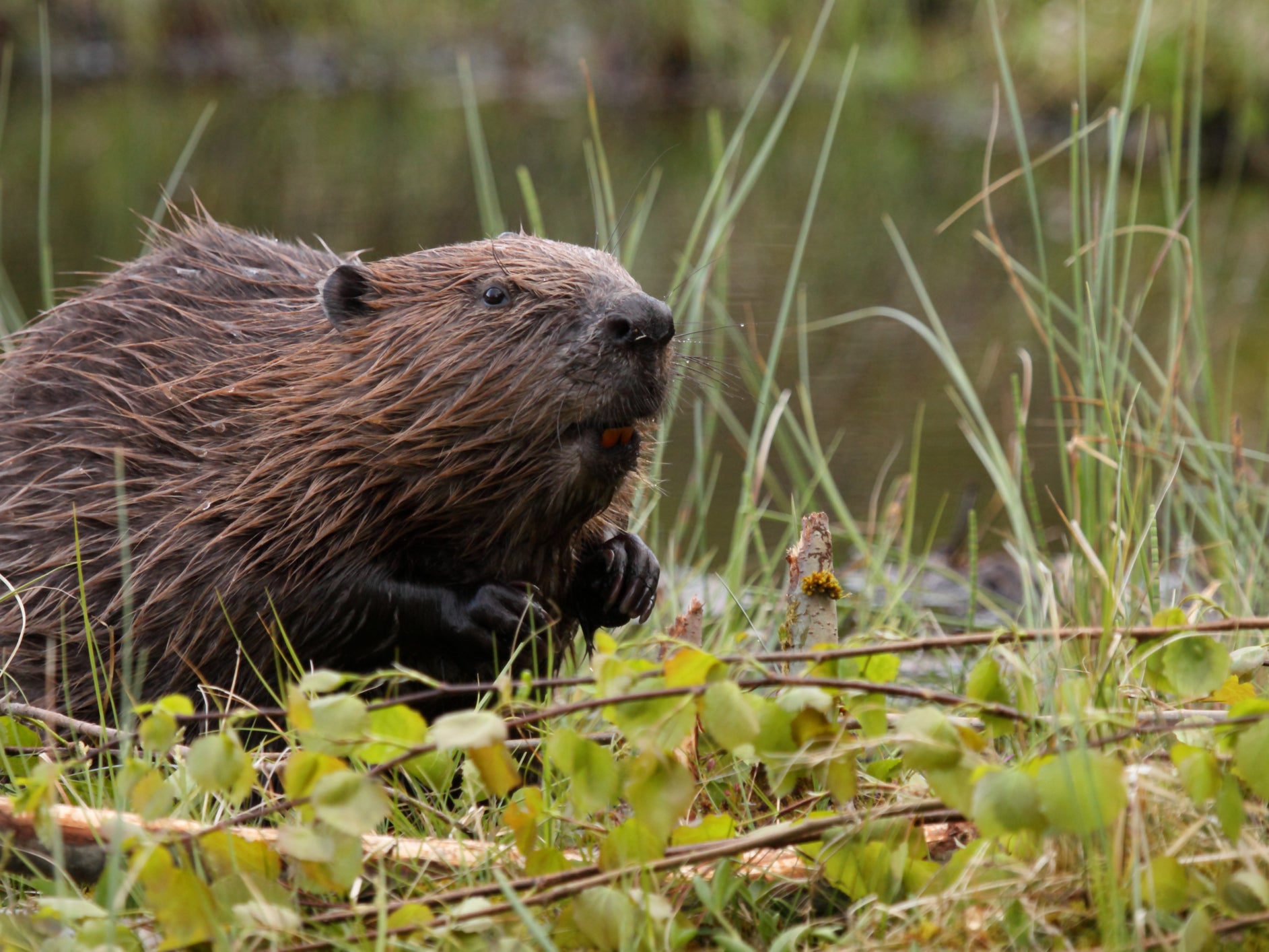 Beavers create perfect conditions for other species to thrive, as well as reducing impacts of flooding