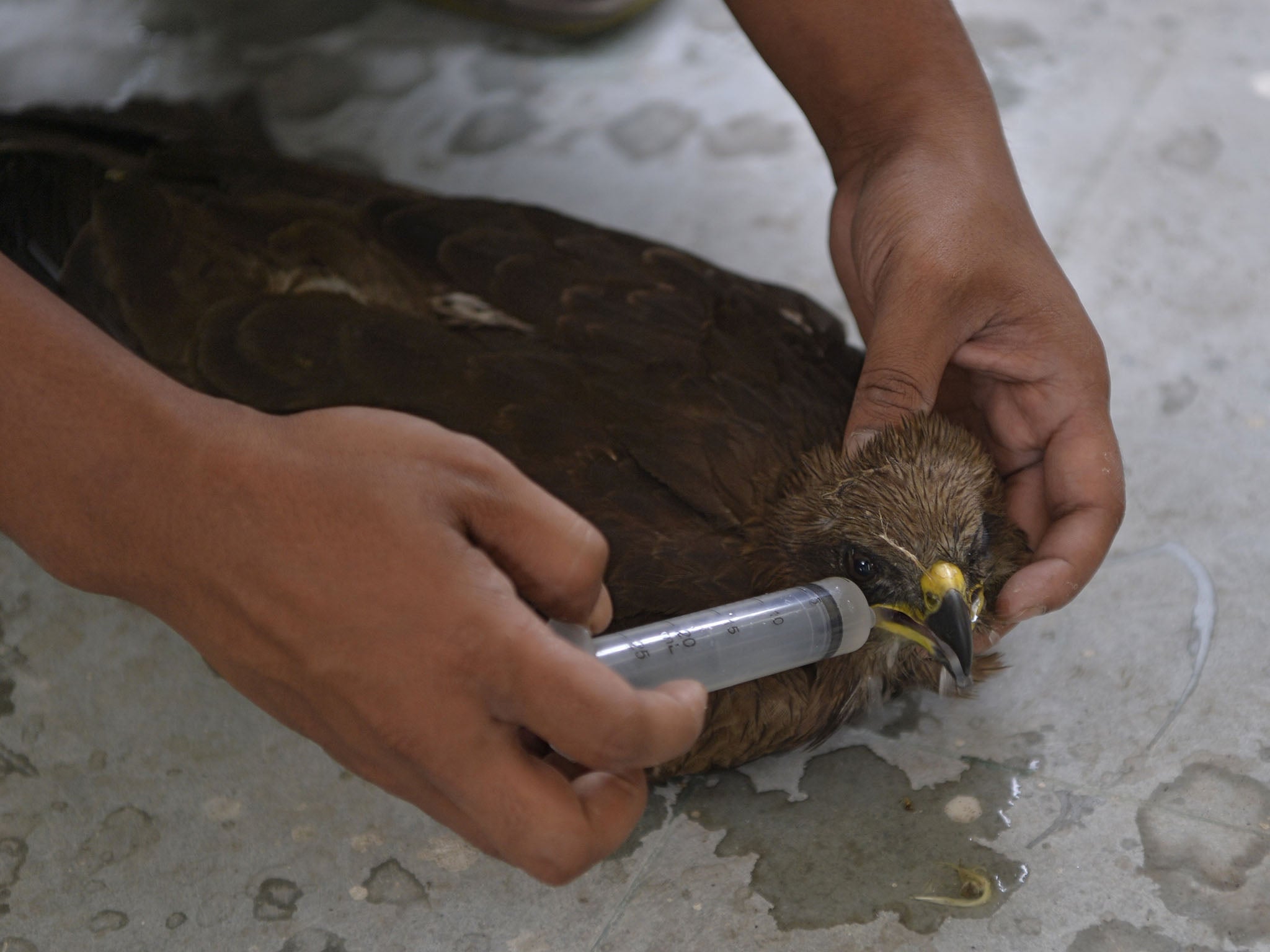 An Indian vet treats a sick black kite