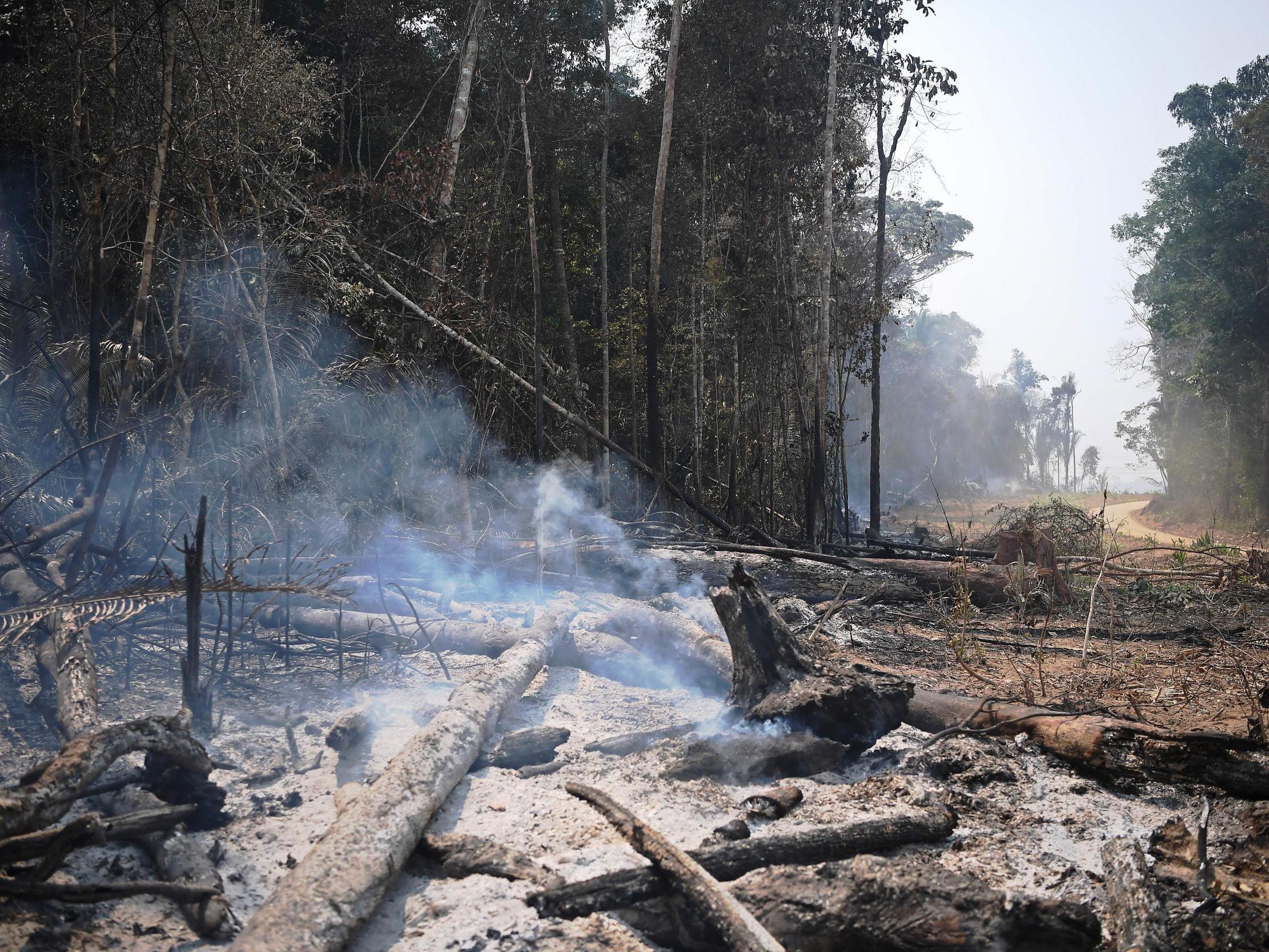 British food consumption linked to deforestation abroad
