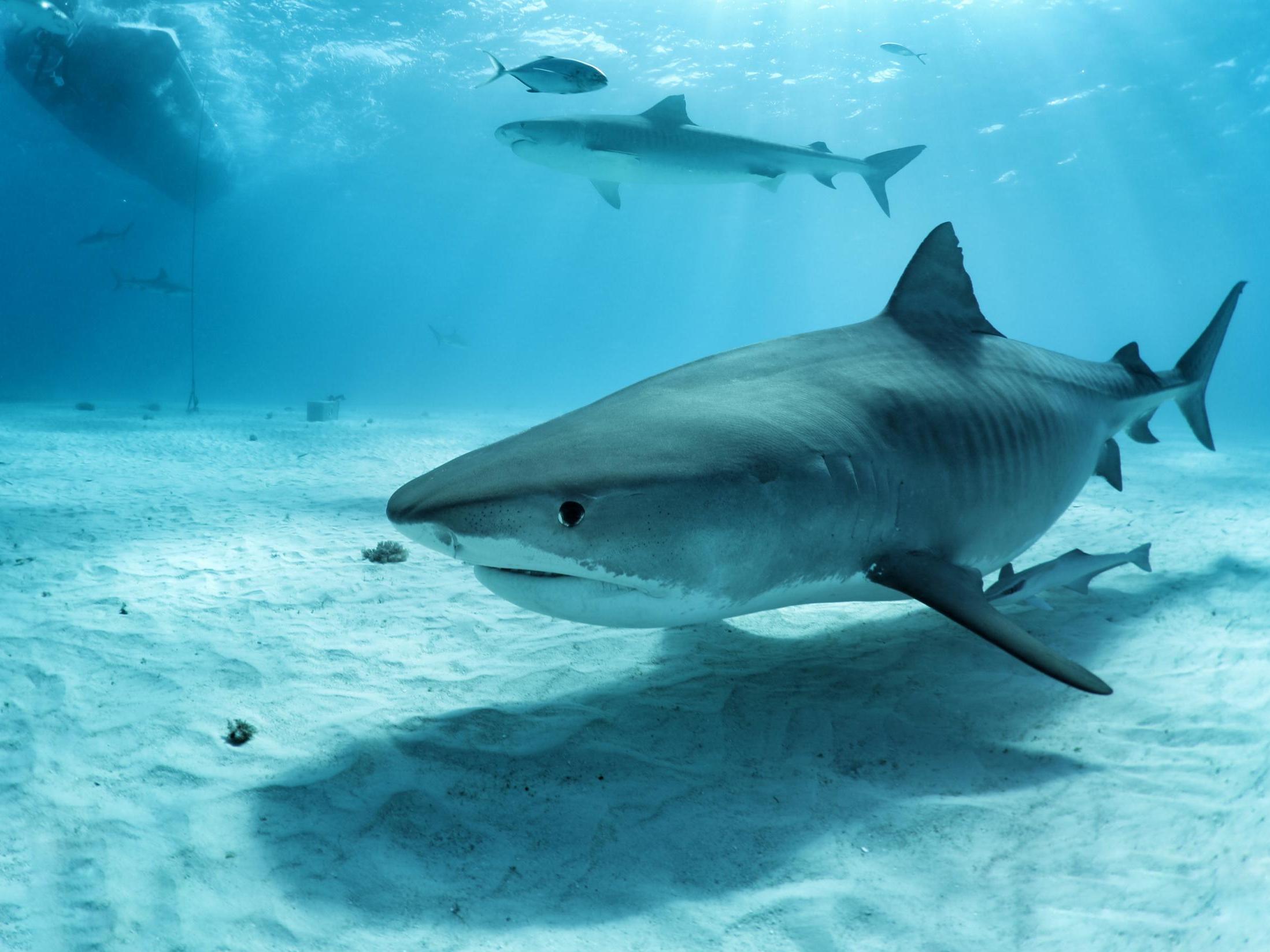 Tiger Sharks are among the species that call the waters around the Caribbean home