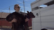 Joaquin Phoenix saves mother cow and newborn calf from slaughterhouse the day after the Oscars