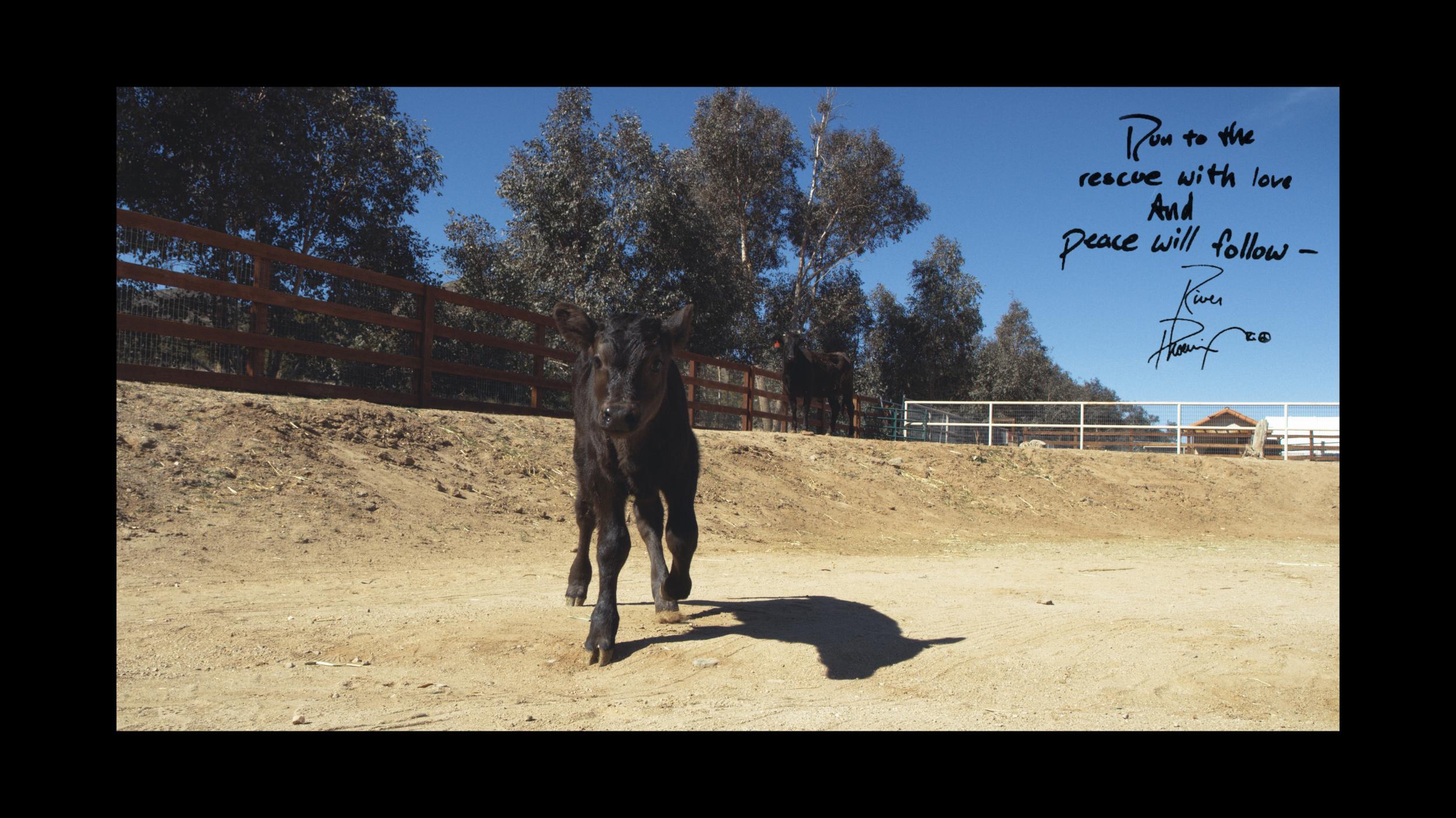 Liberty and Indigo were filmed roaming around their new home (Shaun Monson)