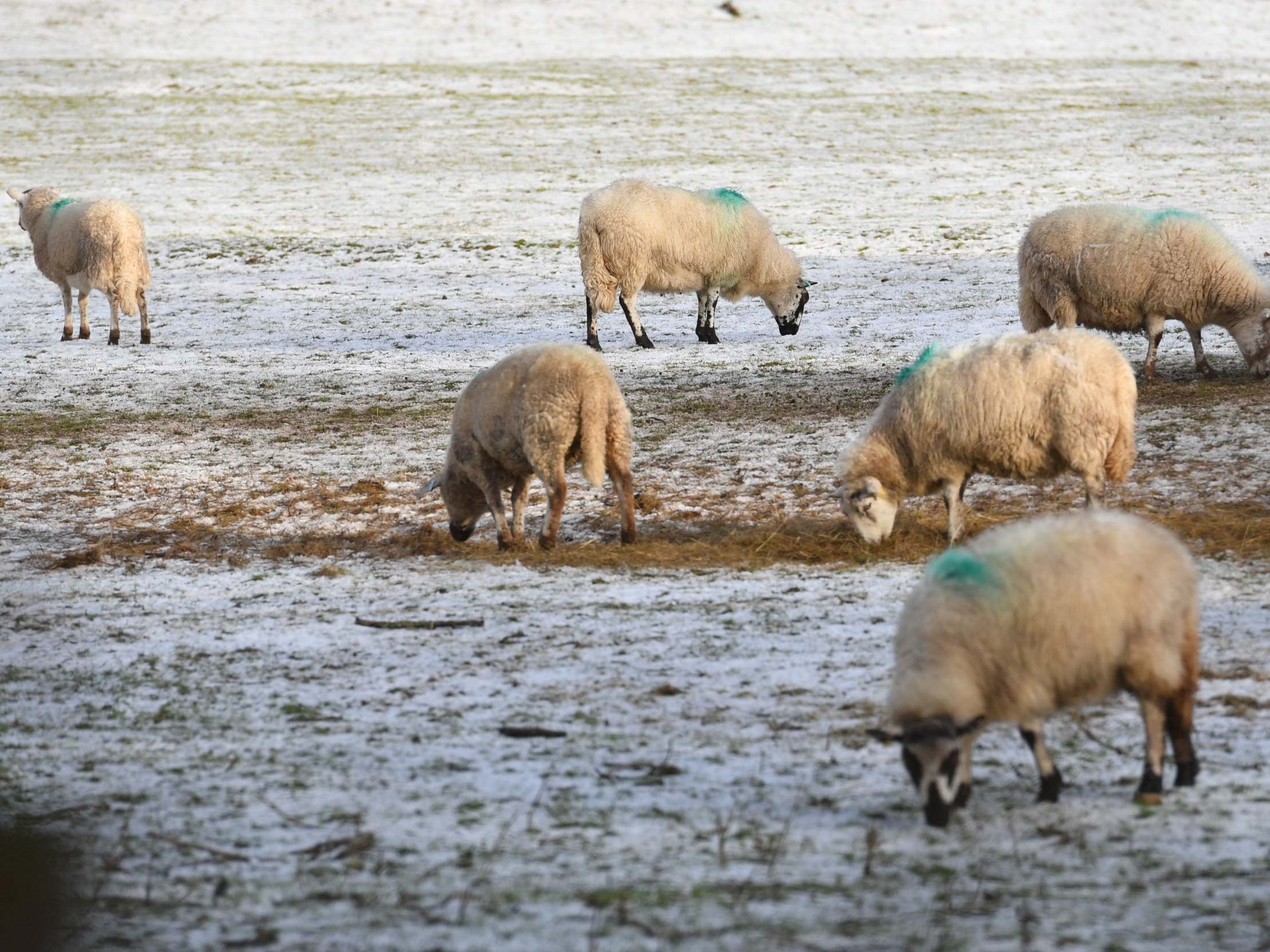 The British Wool is a public body that was established in 1950 to promote the sale of British wool and provide services to sheep farmers in the UK